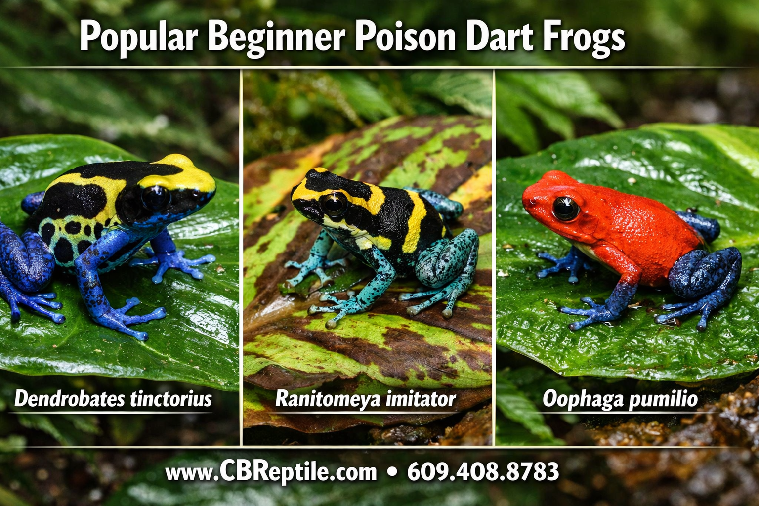 Detailed () showing a side-by-side comparison of three popular beginner poison dart frog species: Dendrobates tinctorius,