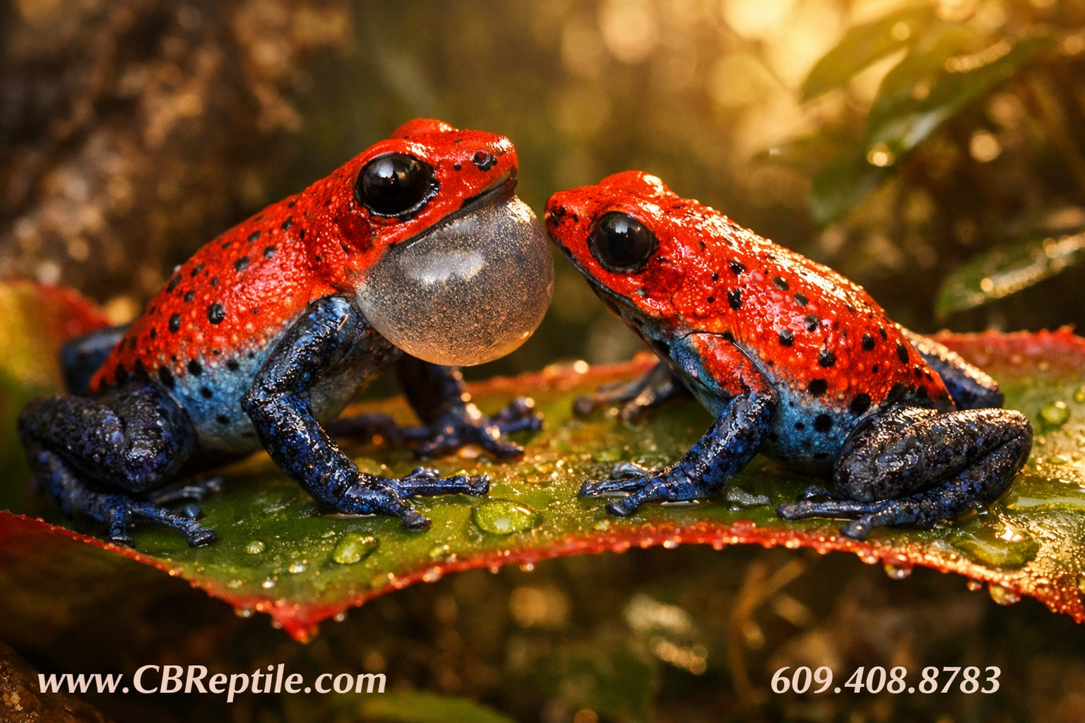 () close-up macro photograph of a pair of poison dart frogs courting on a bromeliad leaf inside a vivarium, male calling