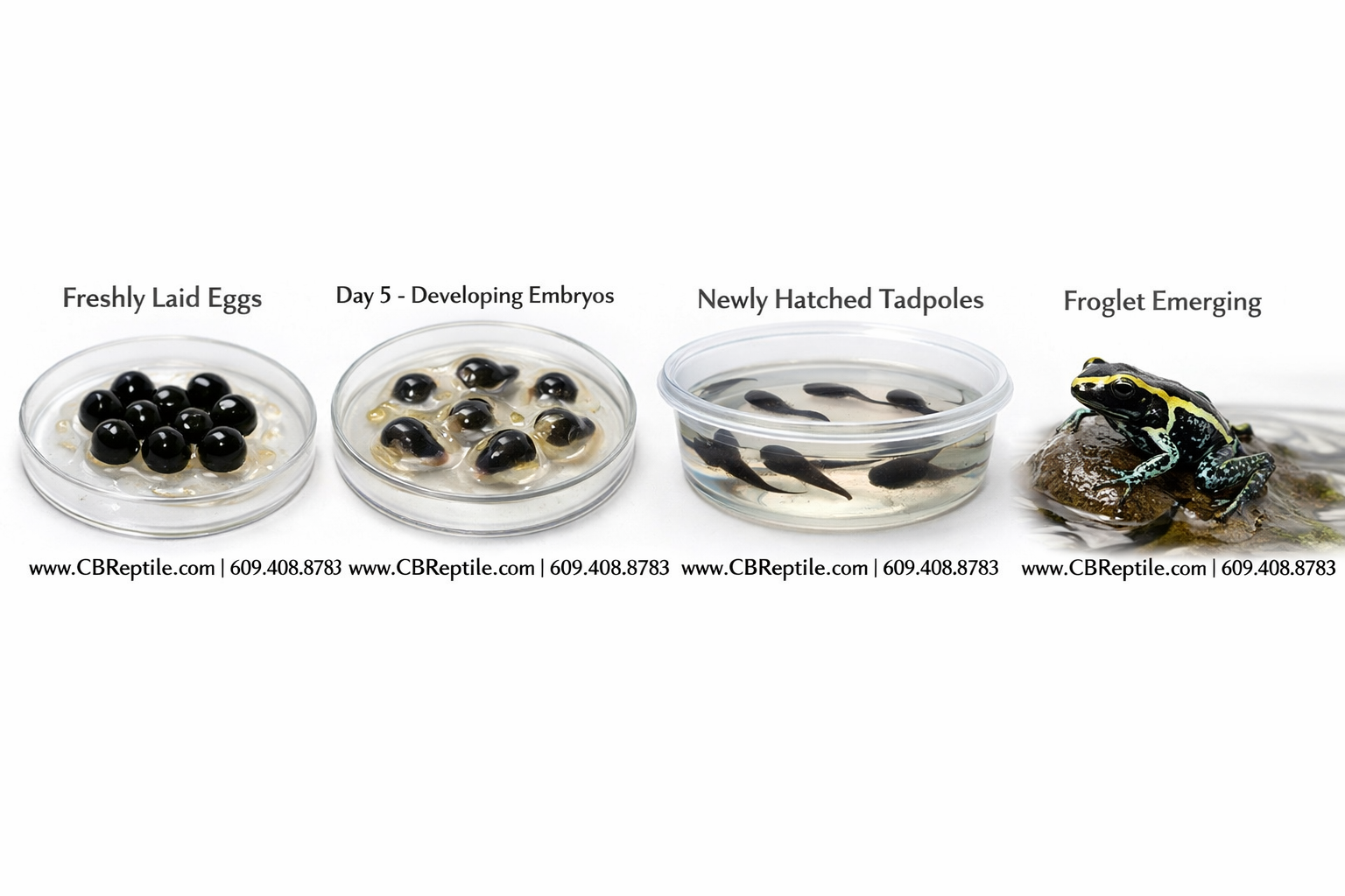 () showing a sequence of poison dart frog egg development stages: freshly laid clutch on a petri dish, developing embryos at