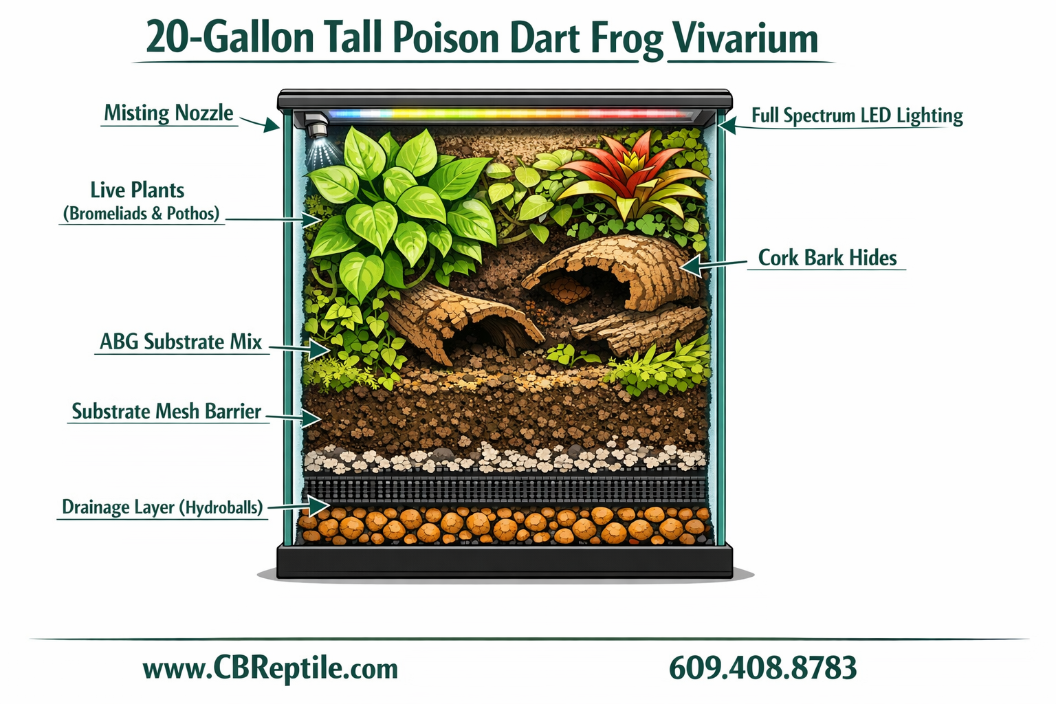 () detailed infographic-style illustration showing a cross-section cutaway of a 20-gallon tall poison dart frog vivarium