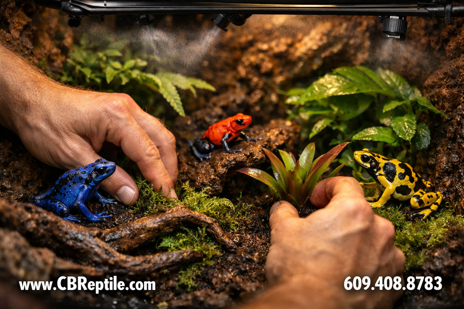() close-up photography of a professional poison dart frog keeper's hands arranging live tropical plants inside a bioactive