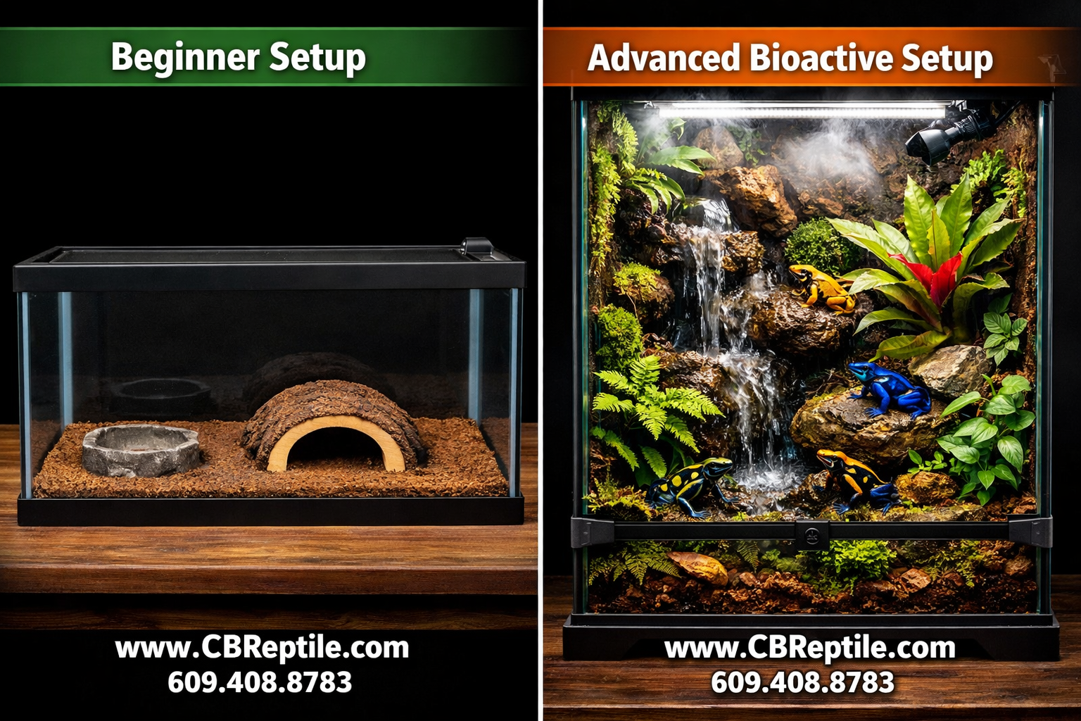 () side-by-side comparison visual showing two vivarium setups: left side labeled 'Beginner Setup' showing a simple 10-gallon
