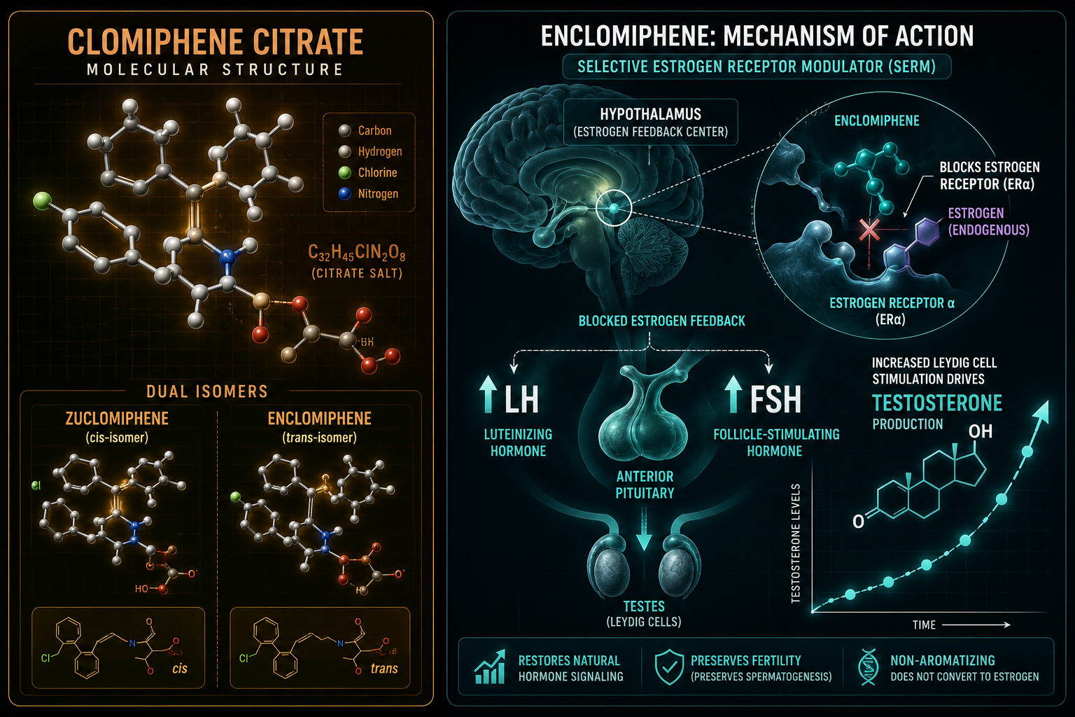 Enclomiphene Mechanism: Selective ER Blockade and the LH Pathway