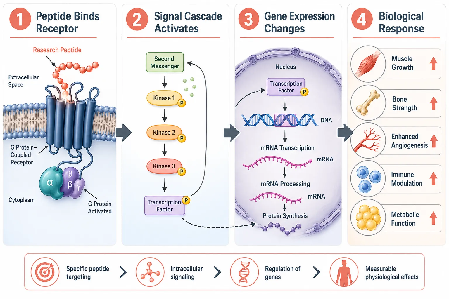 Laboratory Use Cases Covered in This Complete Guide to Research Peptides