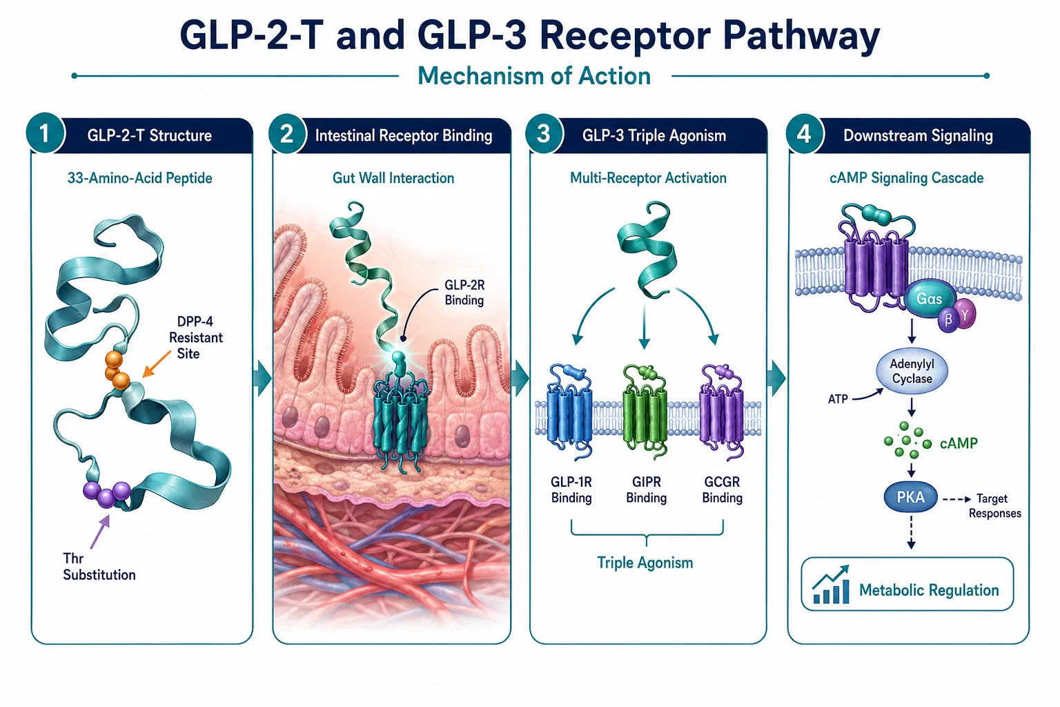 What GLP-2-T and GLP-3 Are, and Why They Matter to Cardiometabolic Science