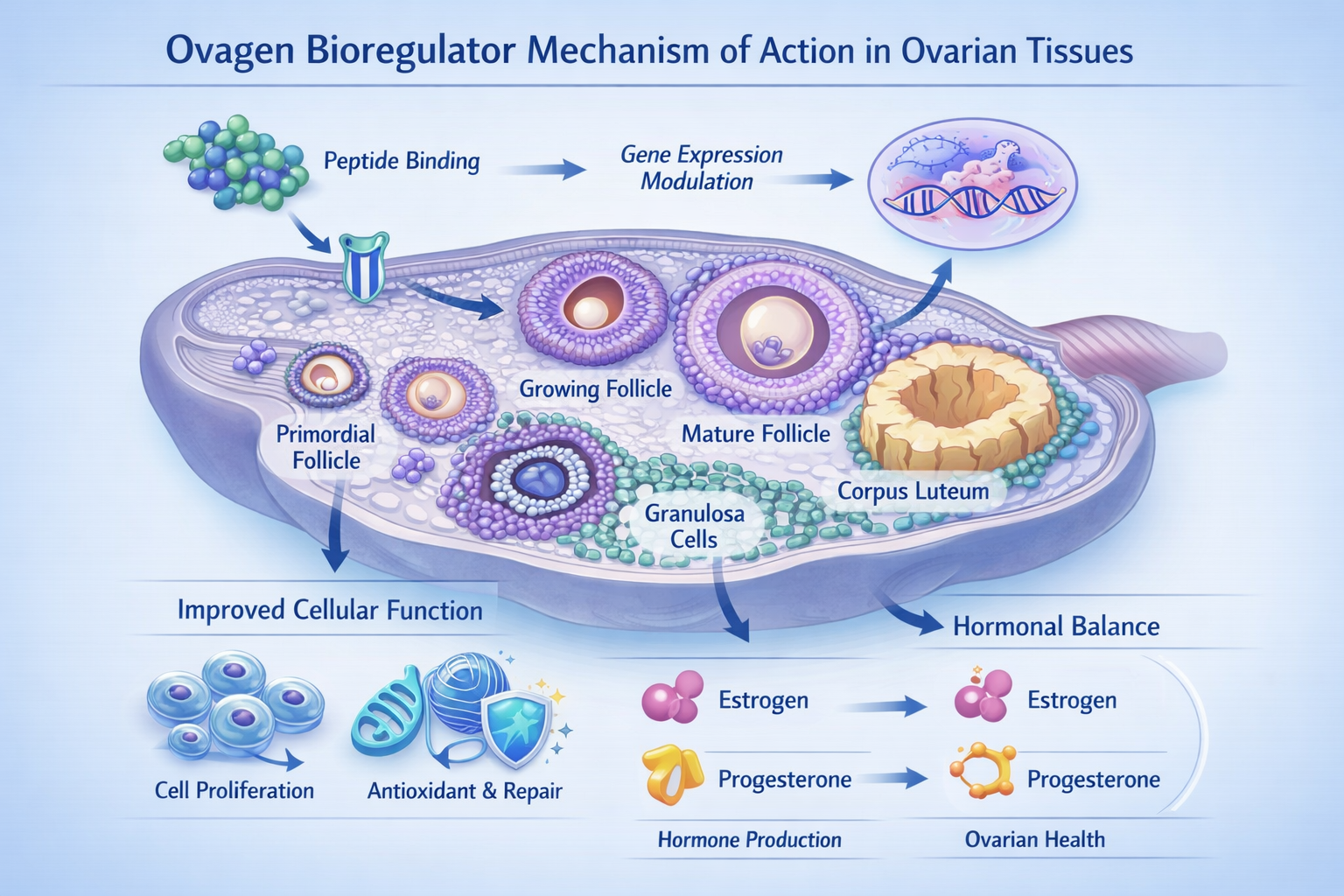 A detailed infographic illustrating the proposed mechanism of action for Ovagen bioregulator within ovarian tissues. The image should show a