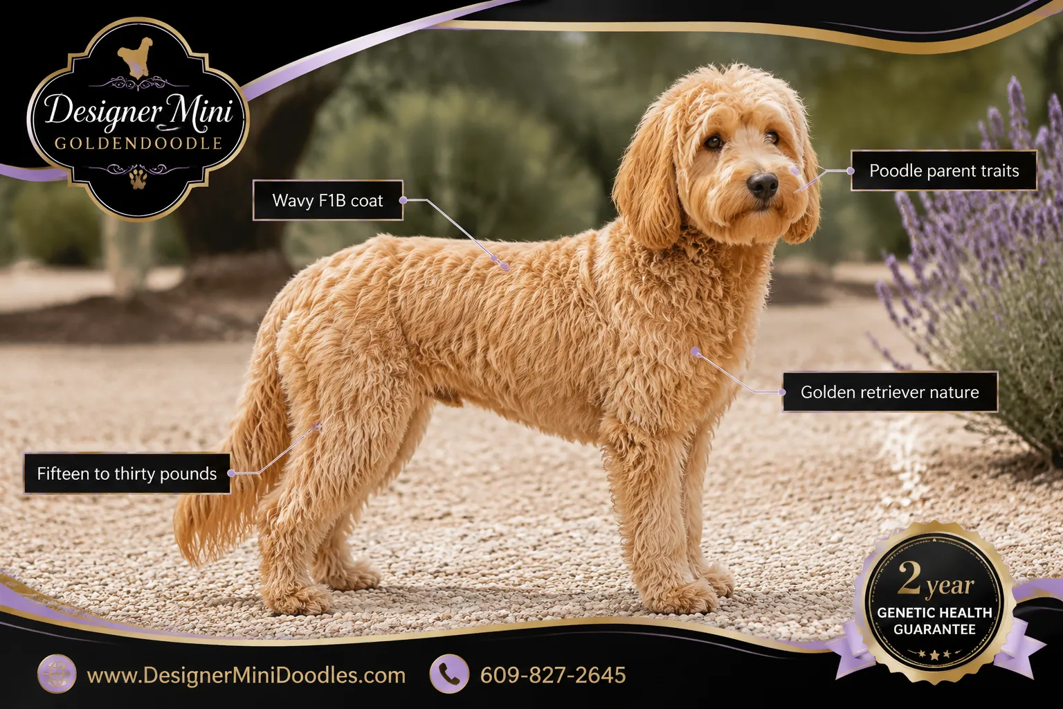 mini goldendoodles for sale Phoenix