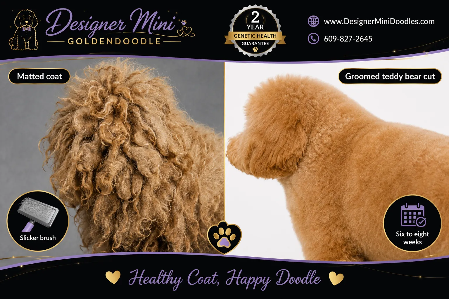 Mini Goldendoodle Grooming Requirements and Cost
