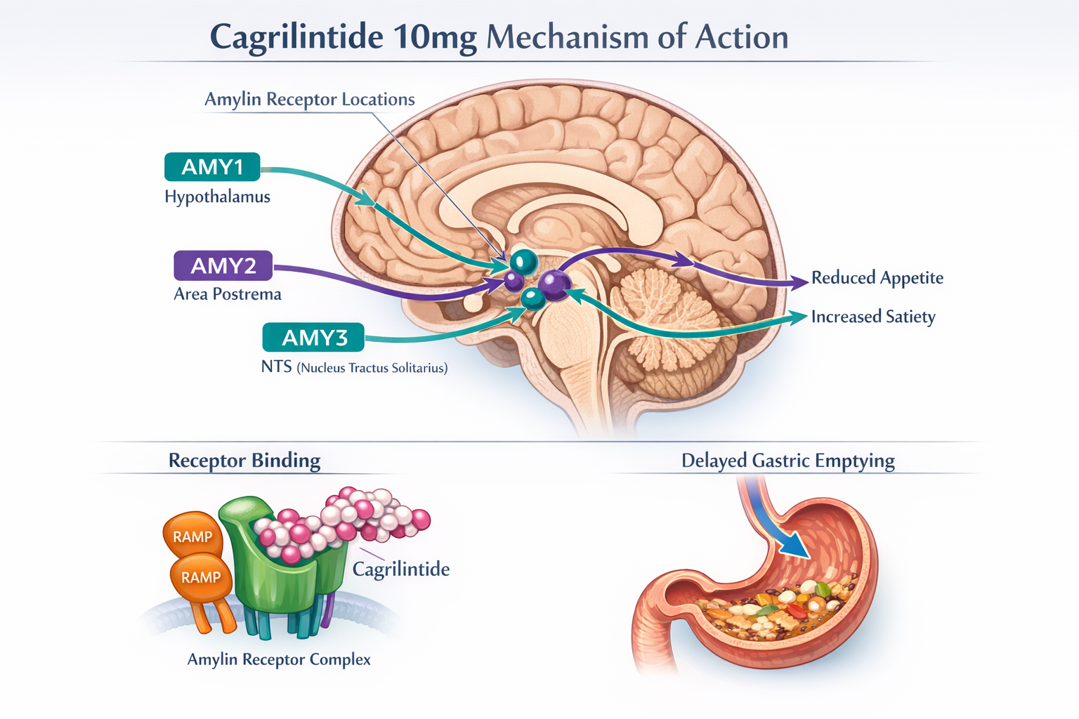 Detailed editorial illustration (1536x1024) showing cagrilintide 10mg mechanism of action with anatomical brain cross-section highlighting a
