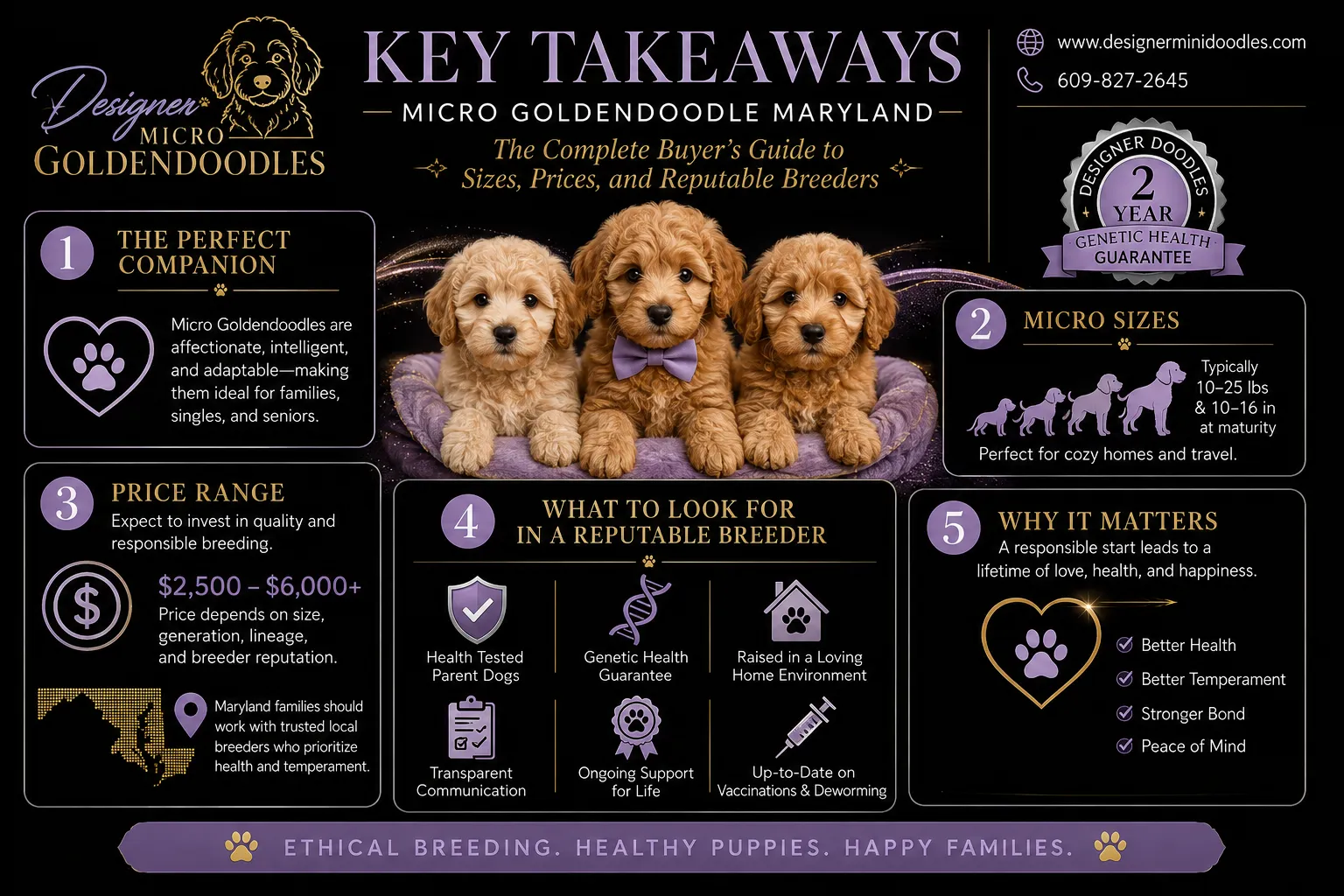 micro goldendoodle puppies Maryland