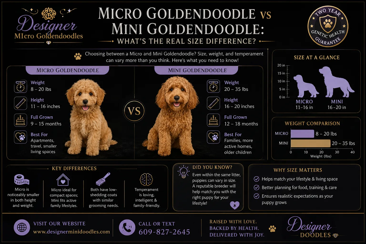 micro goldendoodle puppies for sale Maryland