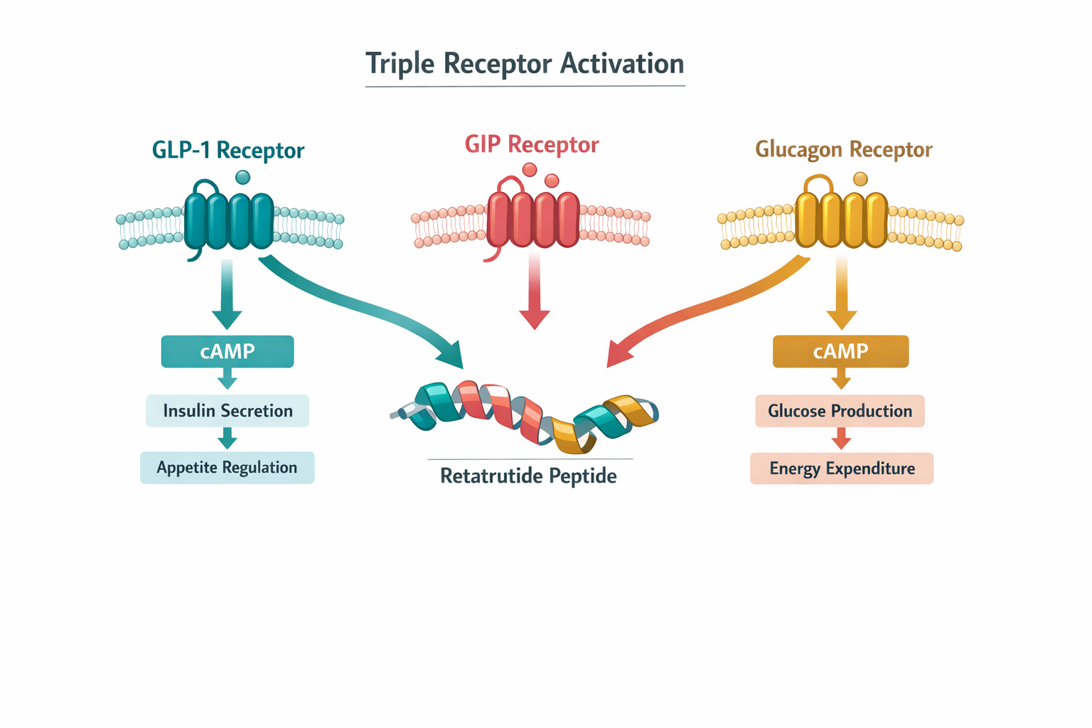 Detailed () illustration showing a triple receptor activation diagram for retatrutide peptide research. Three distinct