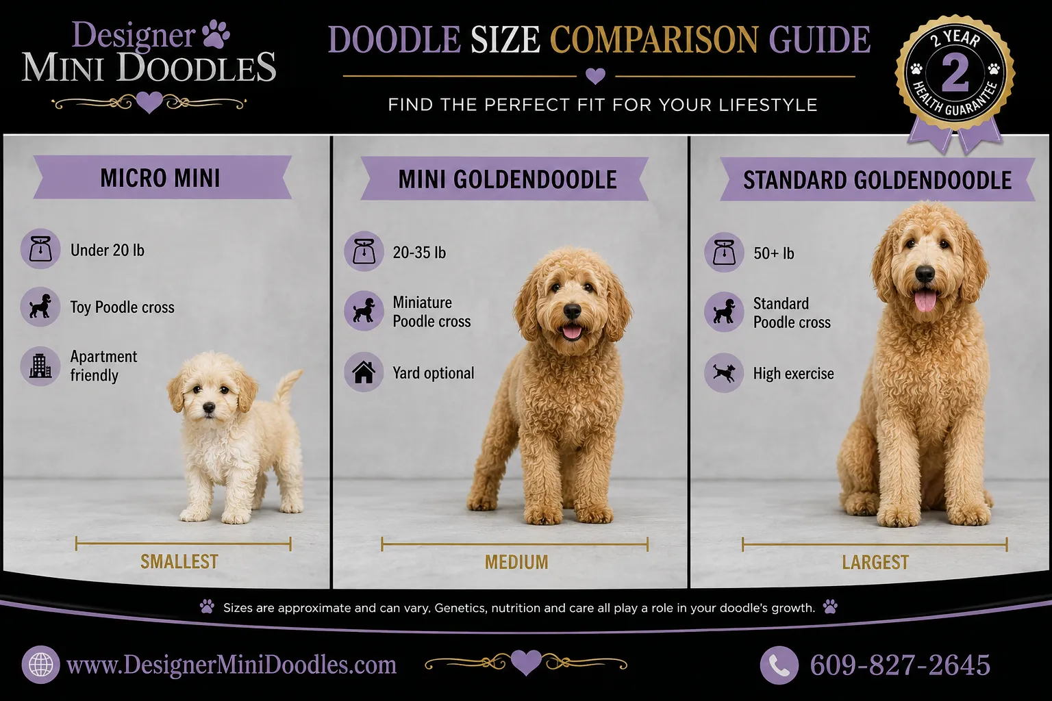 micro mini goldendoodle puppy