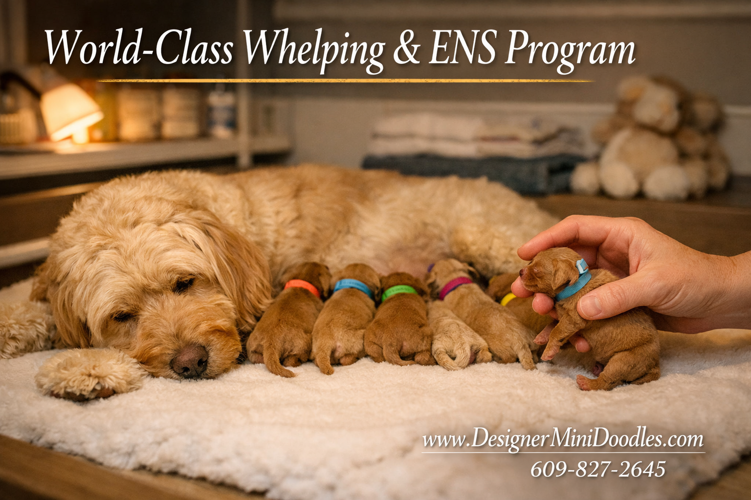 Mini goldendoodles for sale nearby