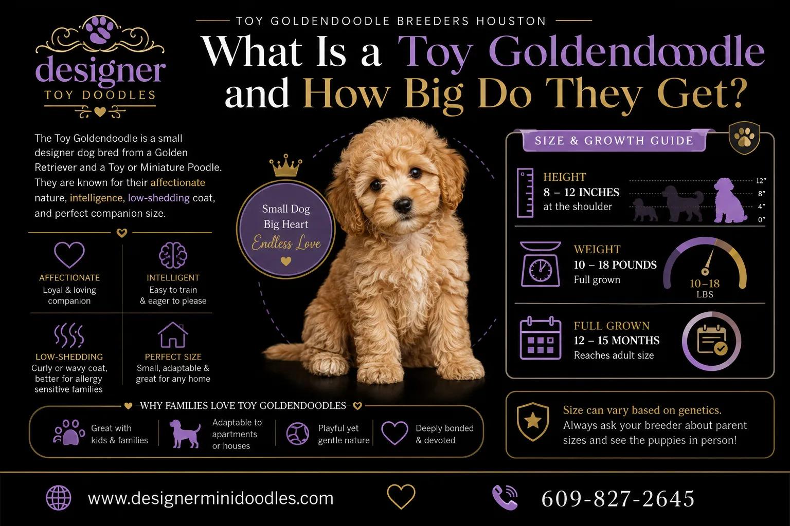 toy goldendoodle breeders Houston