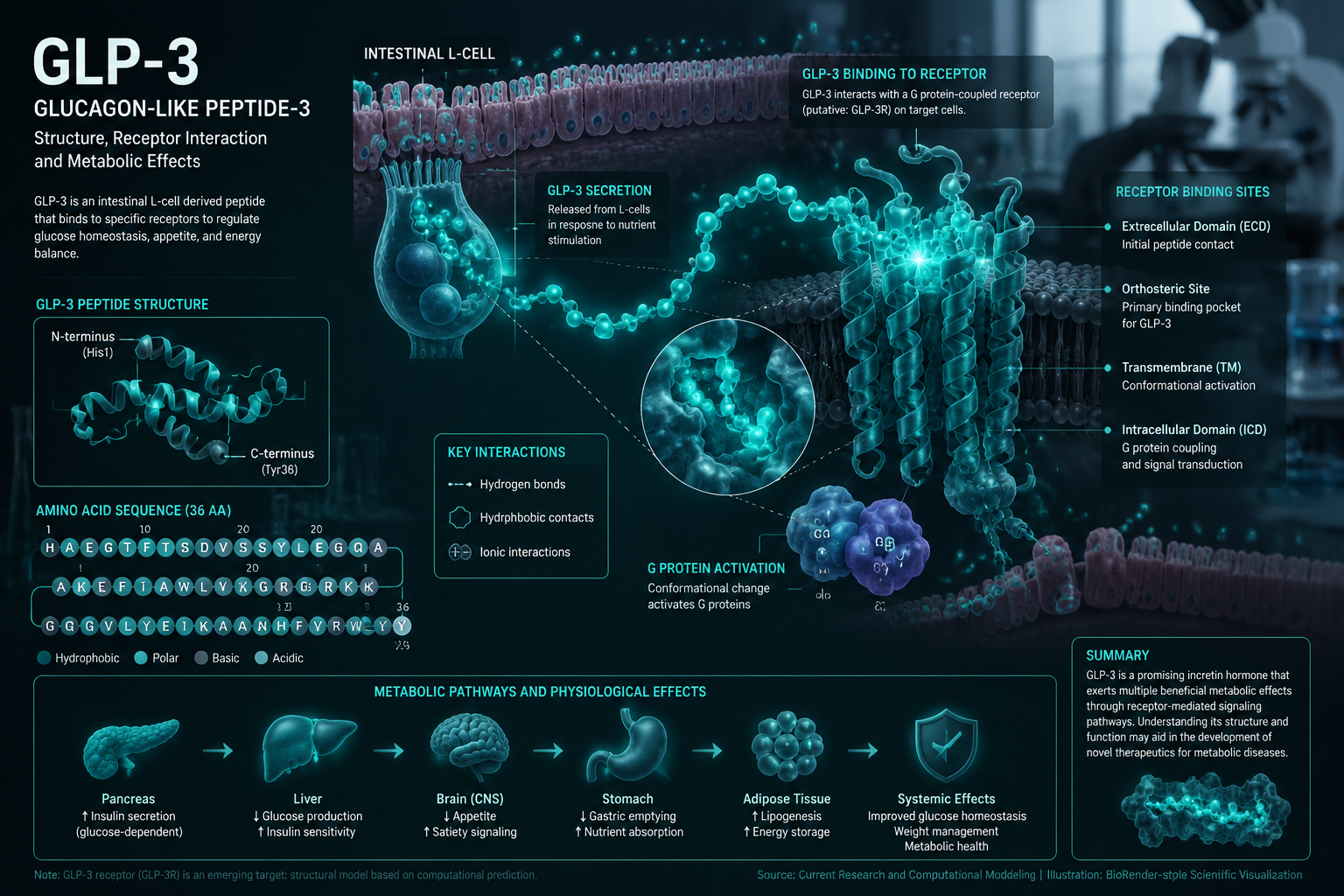 Detailed () scientific illustration showing a close-up molecular diagram of GLP-3 peptide receptor interaction, with labeled