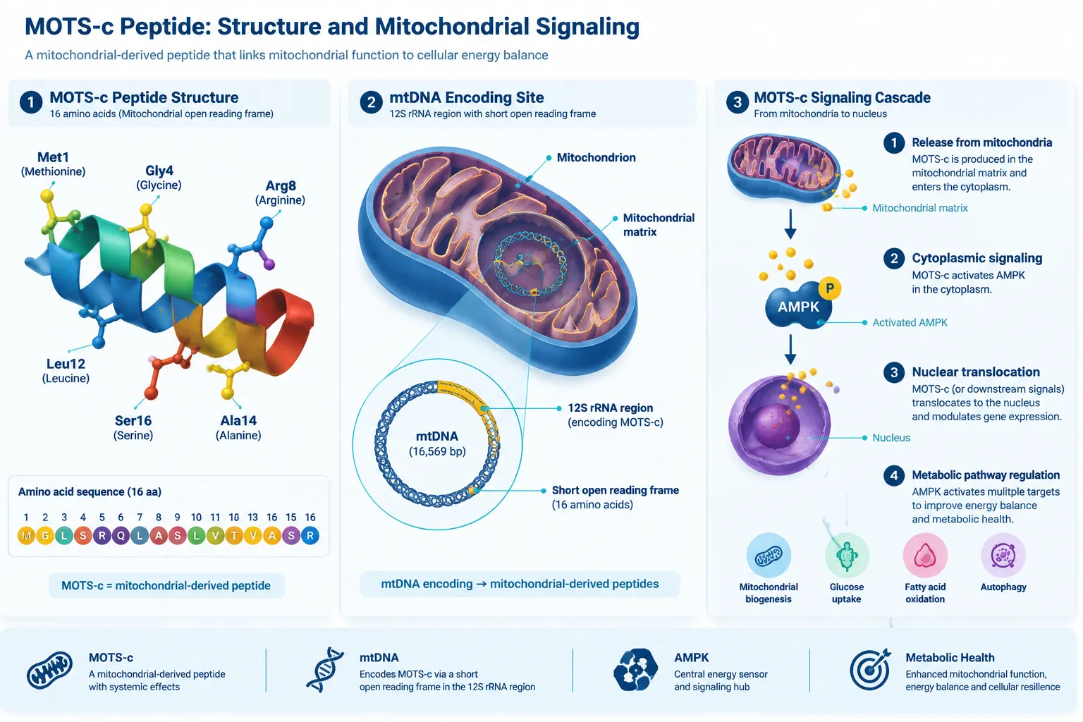 How 5-Amino-1MQ Targets the NAD+ and ATP Axis