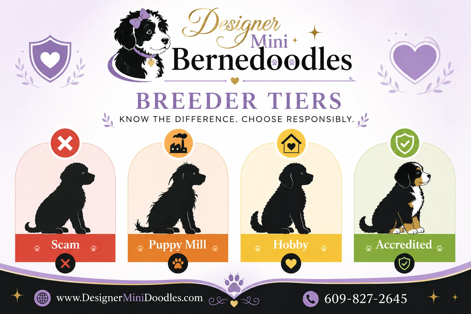 Mini Bernedoodle Puppies Saint Paul Price Guide: What You Should Actually Pay
