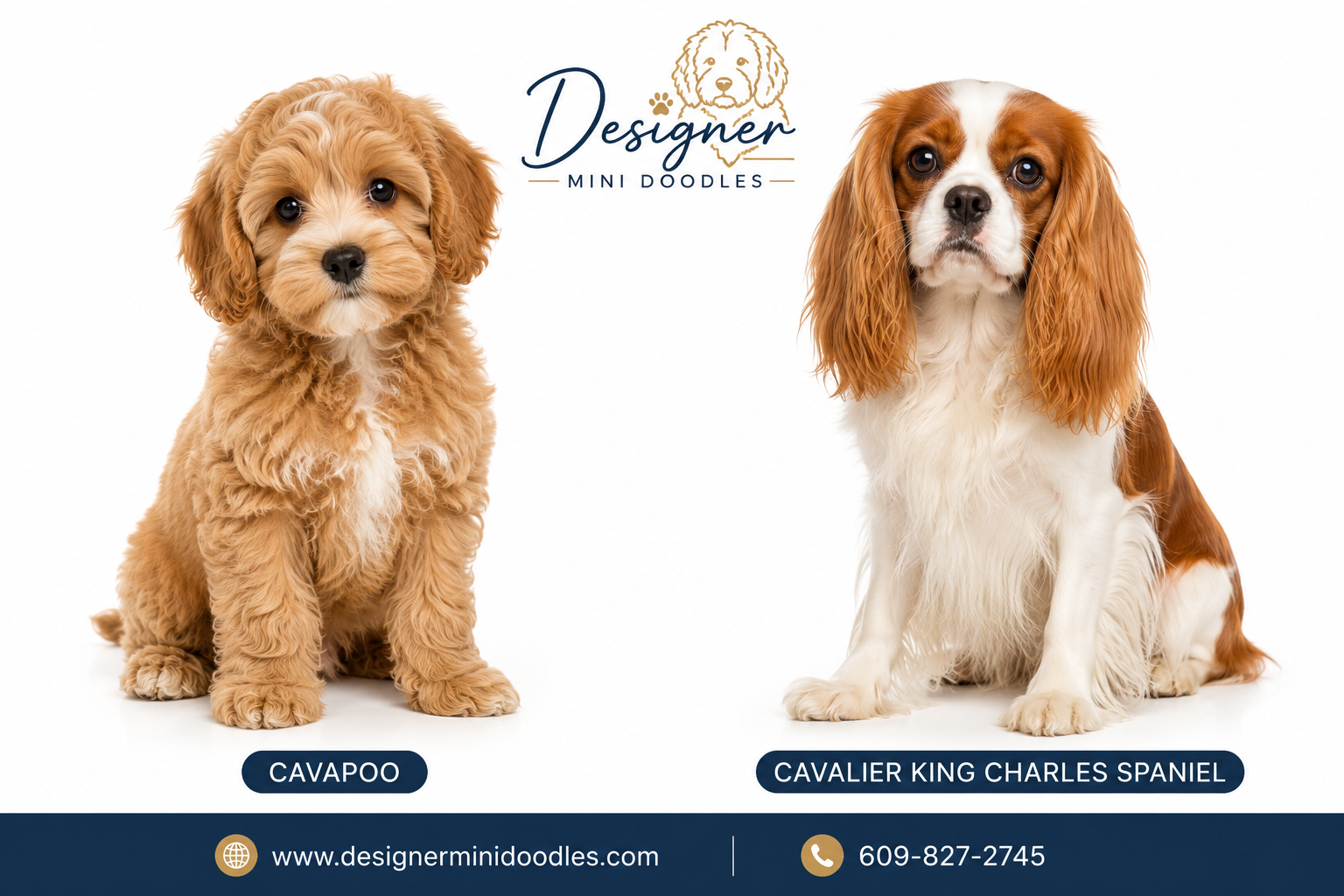 Cavapoo Puppy Care First Year: What You Need