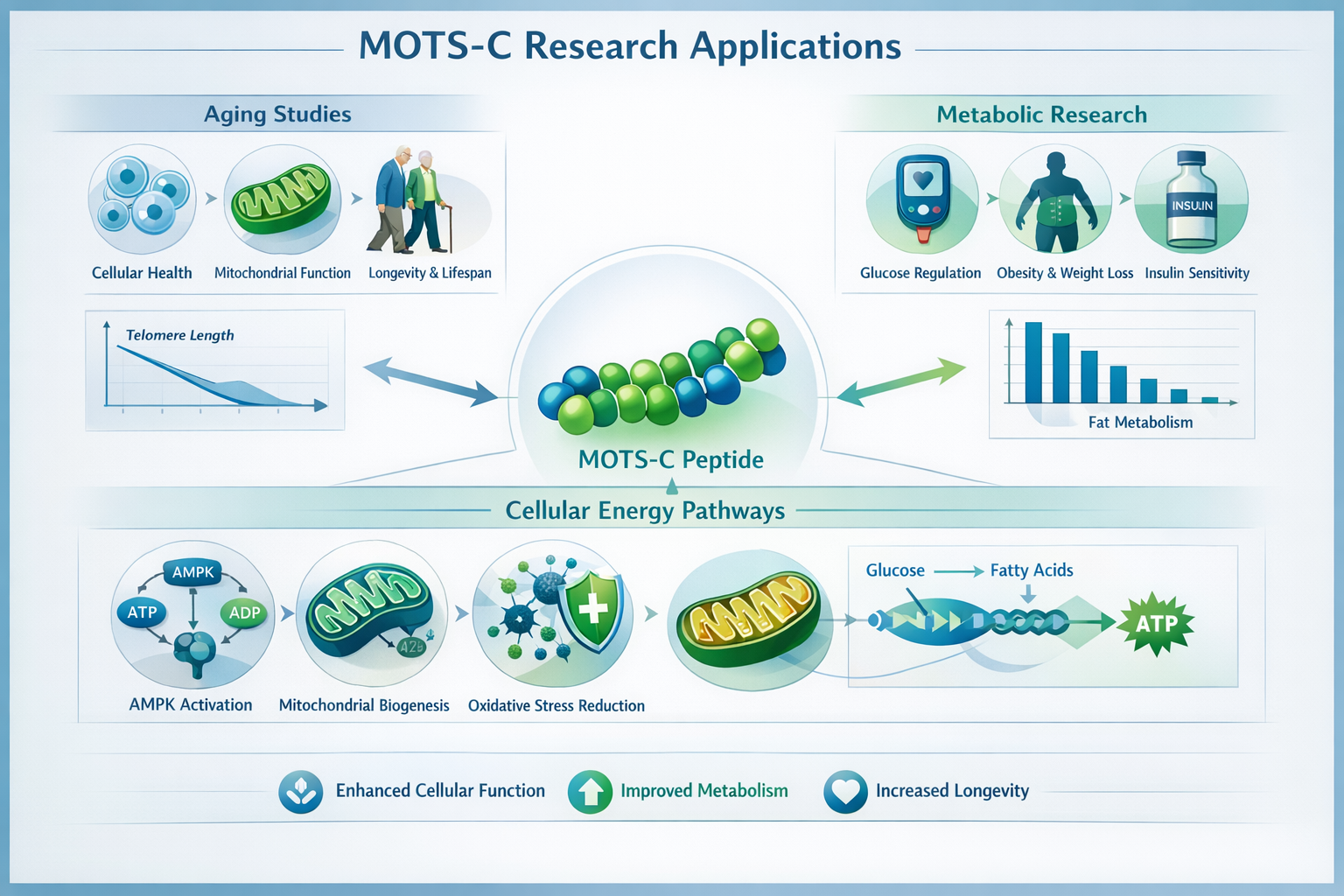 Detailed infographic showing MOTS-C research applications including aging studies, metabolic research, cellular energy pathways, with interc