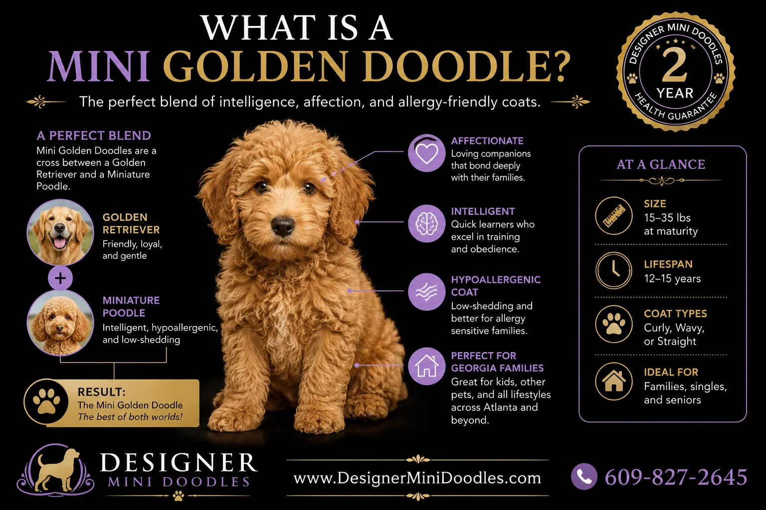 golden doodle mini Atlanta