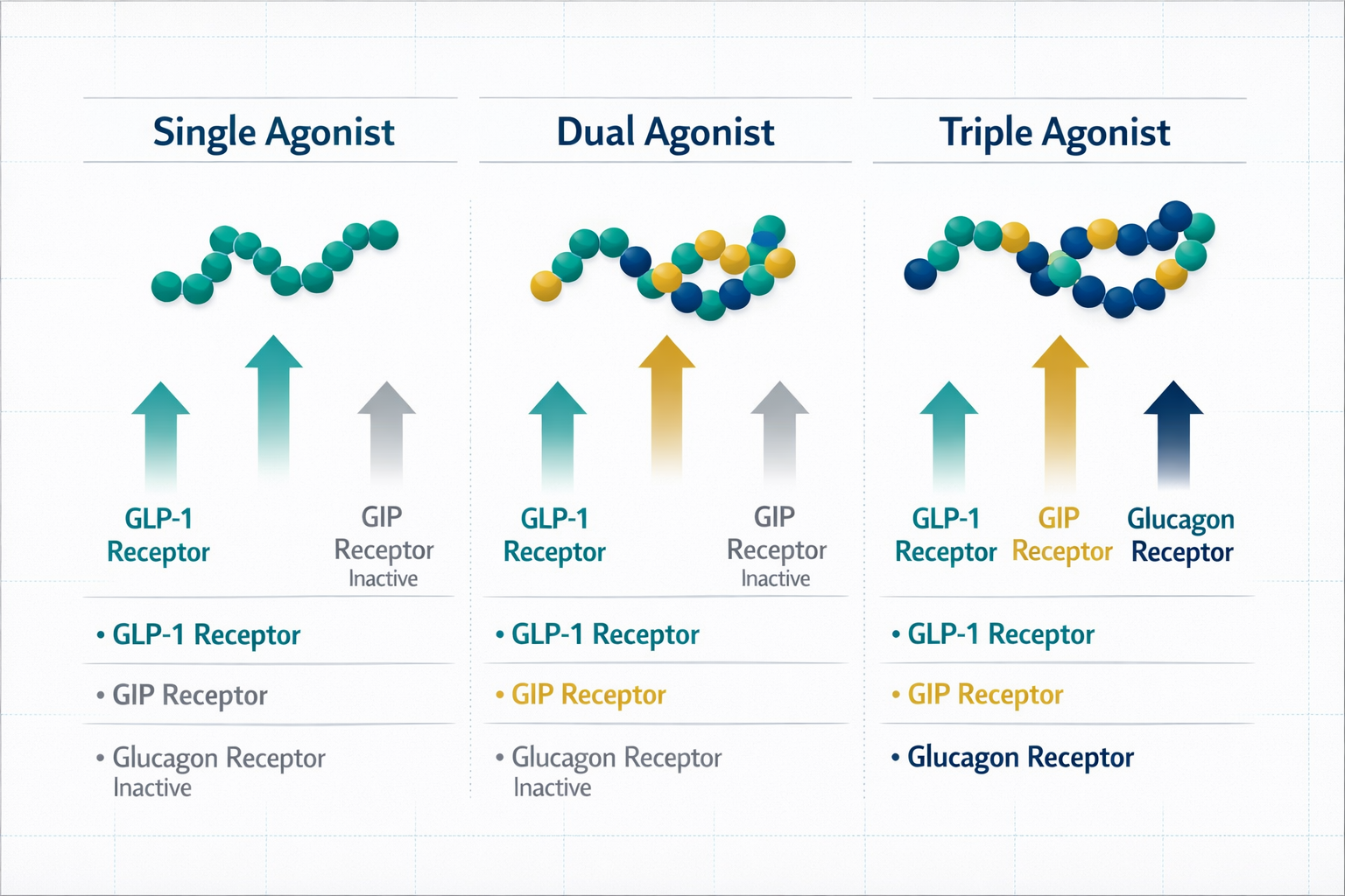 Detailed () infographic-style image showing a comparison table visual with three columns representing single agonist, dual