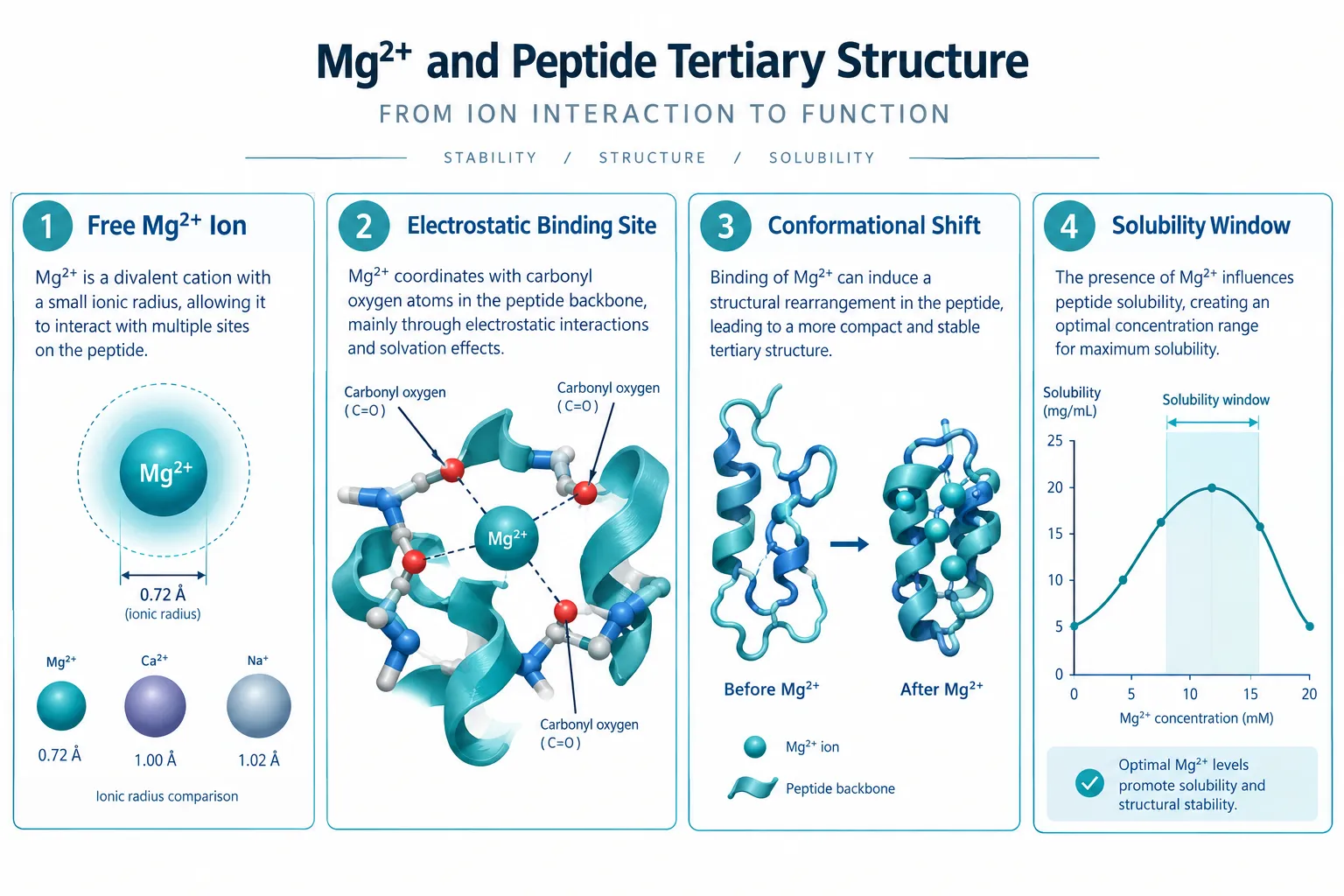 How Mg2+ Cations Alter Peptide Tertiary Structure in Solution