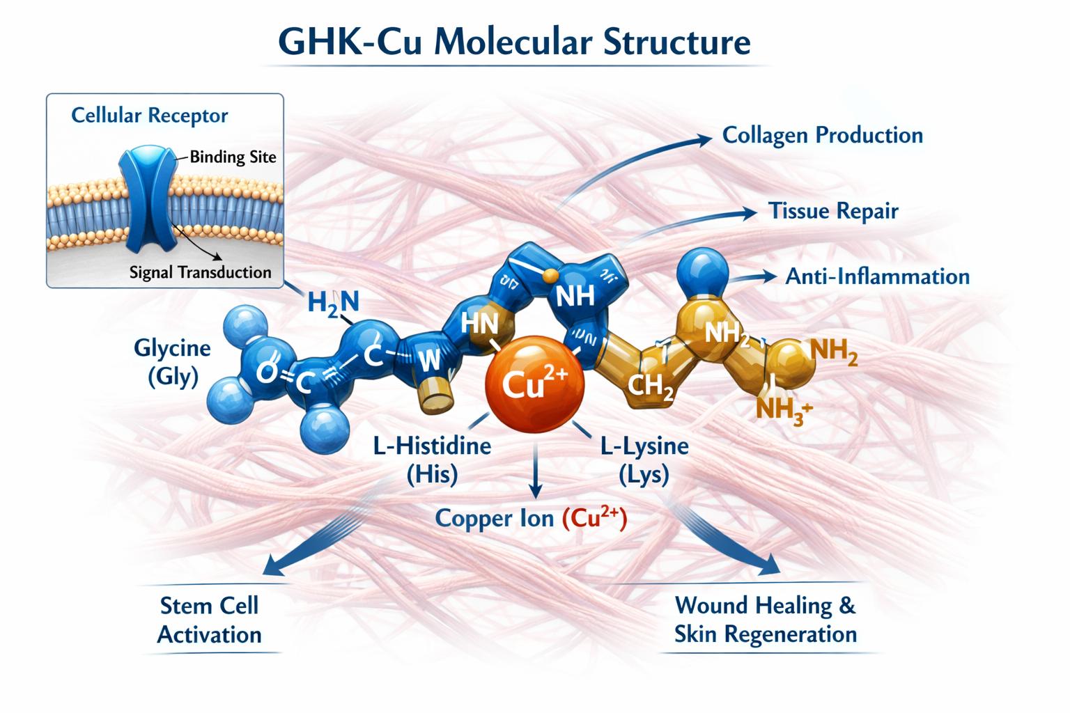 Detailed scientific illustration (1536x1024) showing GHK-Cu molecular structure with copper ion at center, three-dimensional peptide chain v