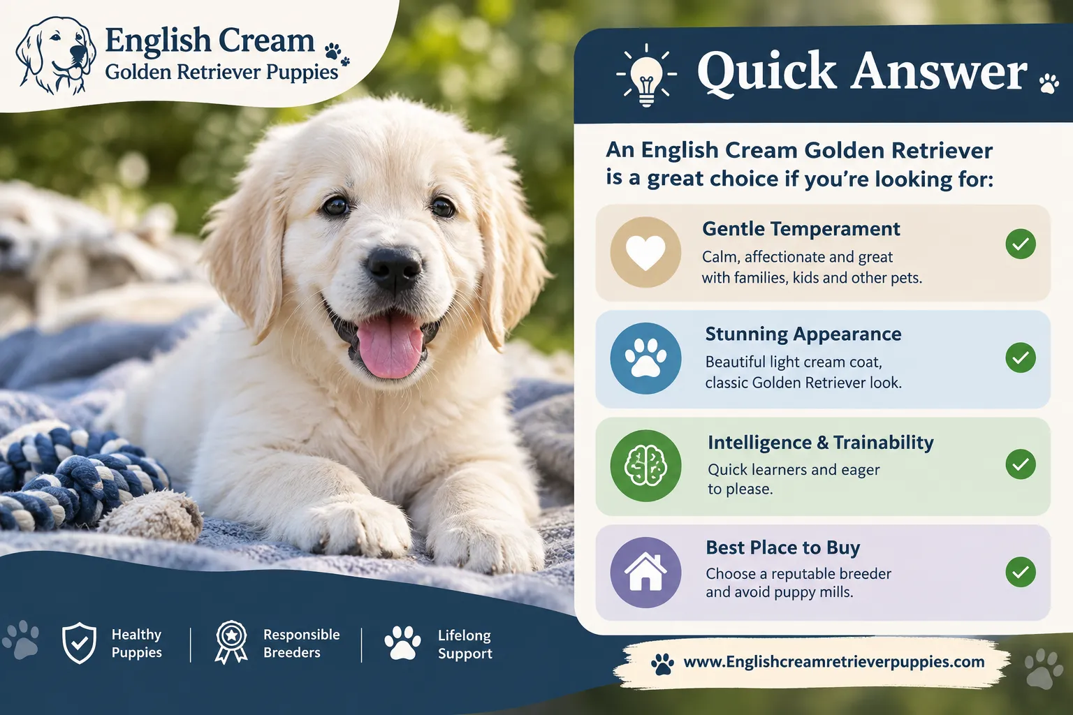 What Is an English Cream Golden Retriever?