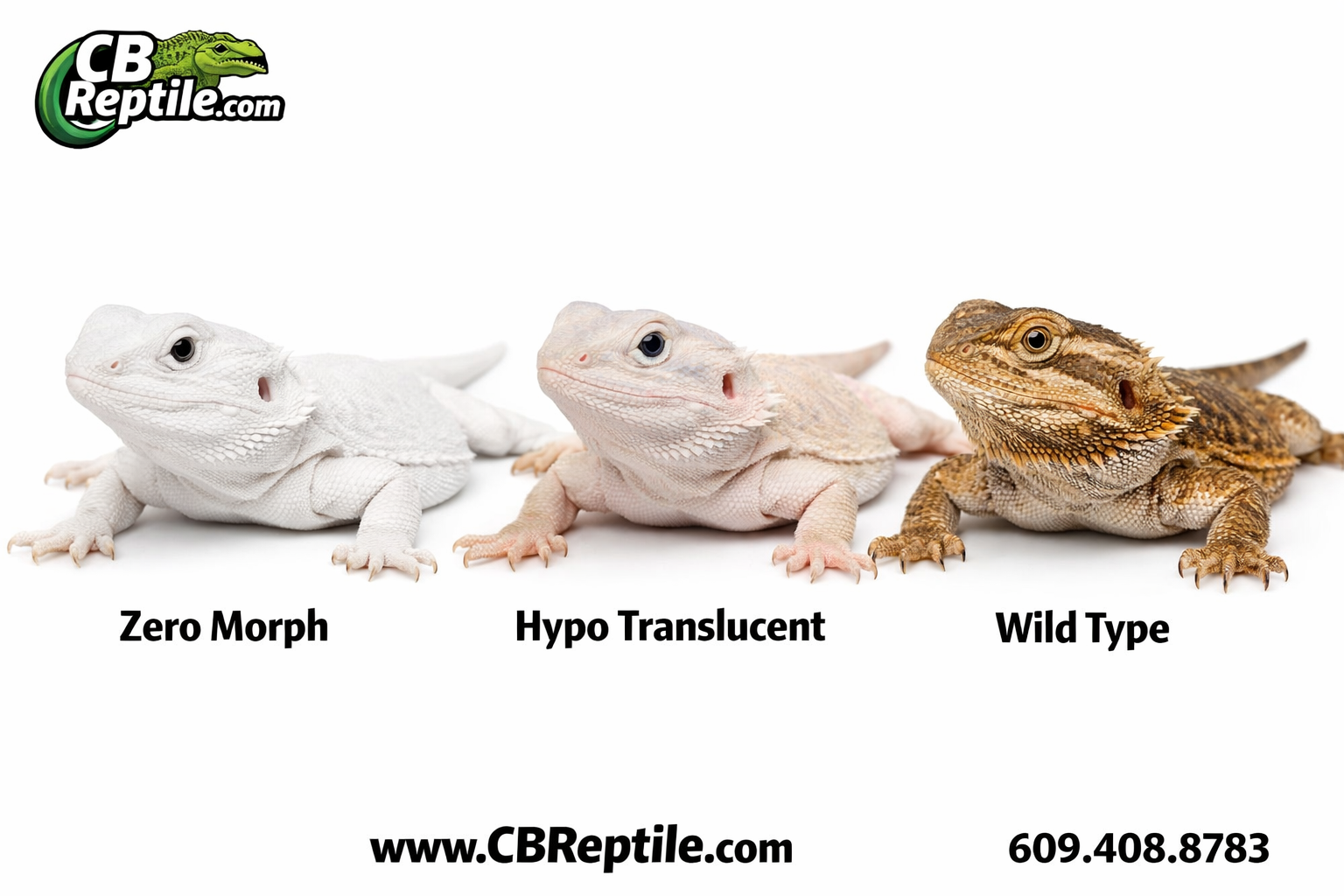 () editorial image showing a side-by-side comparison of three bearded dragon morphs: a pure white zero morph, a hypo