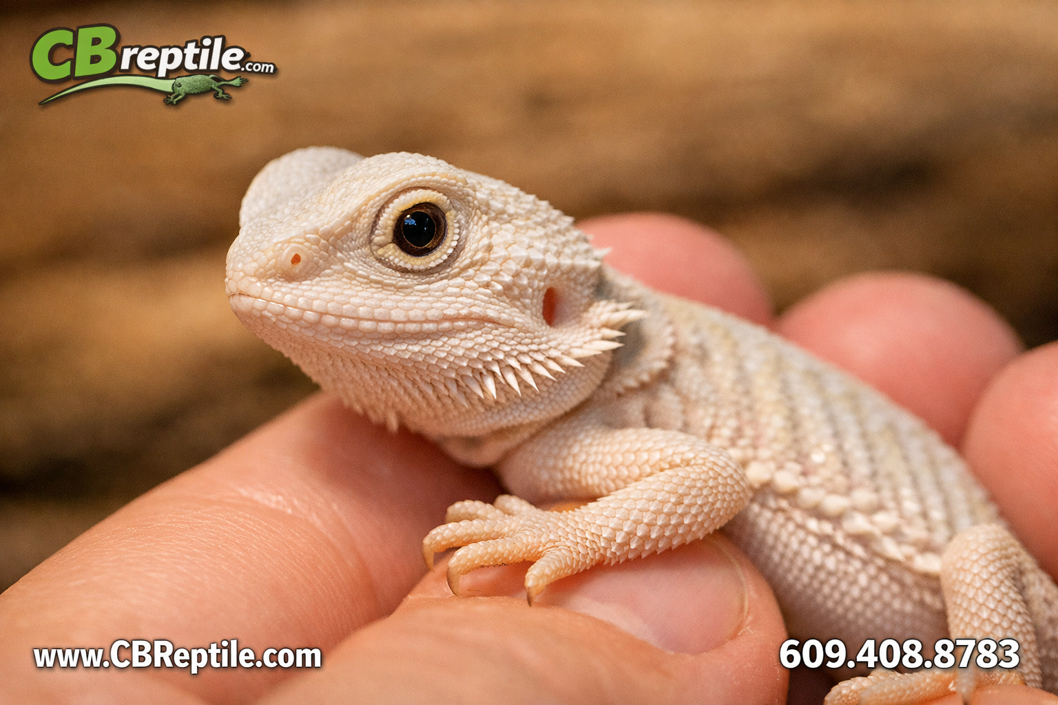 () close-up macro photograph of a white bearded dragon hatchling being gently held in a human hand, showing tiny pale cream