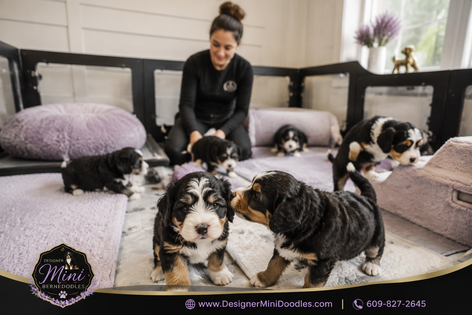 bernedoodle mini