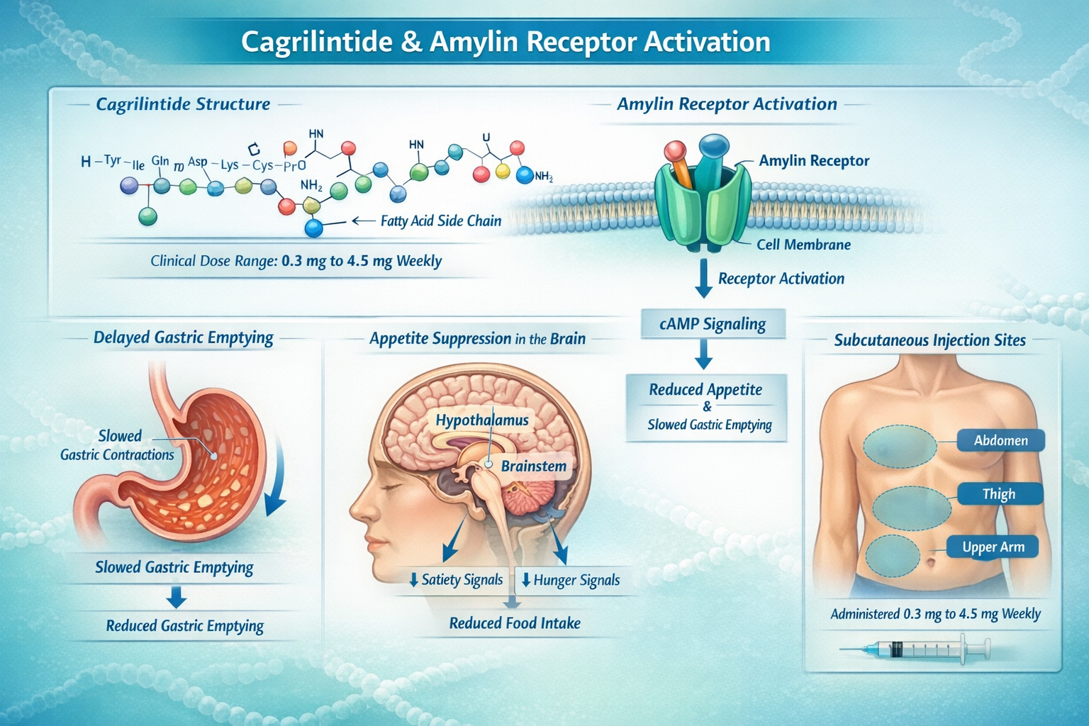 Detailed infographic showing cagrilintide molecular structure and amylin receptor activation pathway with labeled diagrams of gastric emptyi