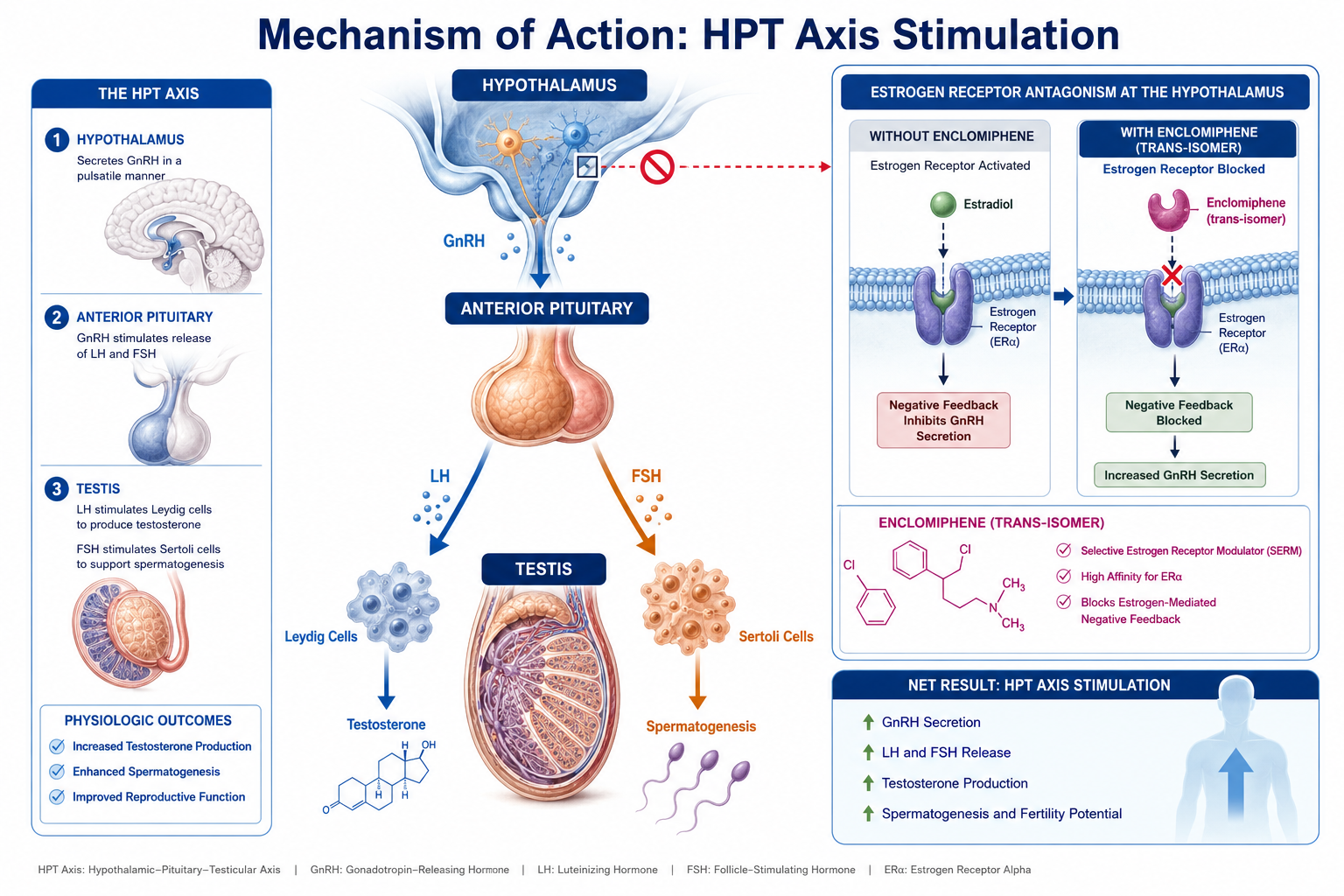 Mechanism of Action: How Enclomiphene Differs From Other serms