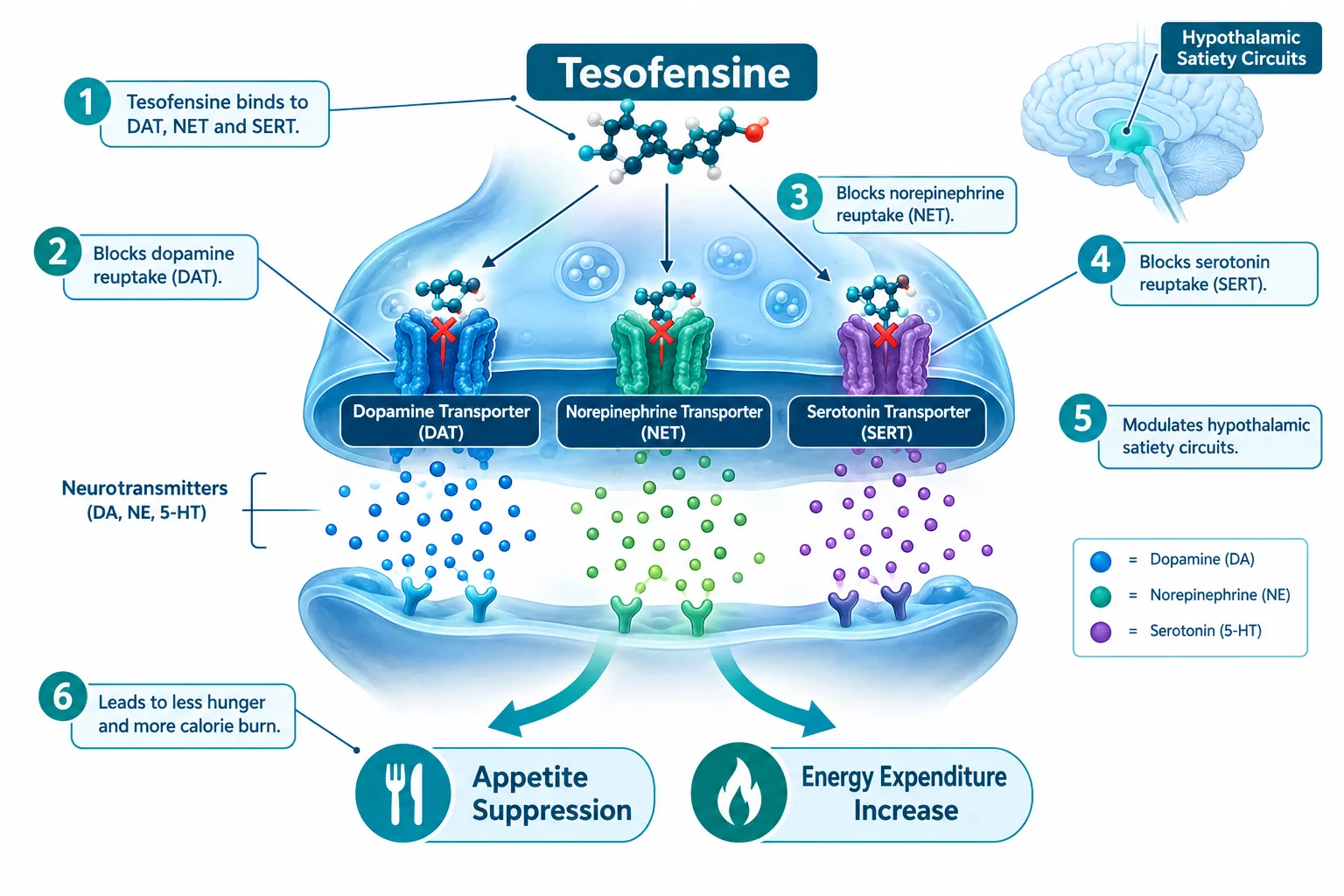 How Tesofensine Works: Triple Monoamine Reuptake Inhibition