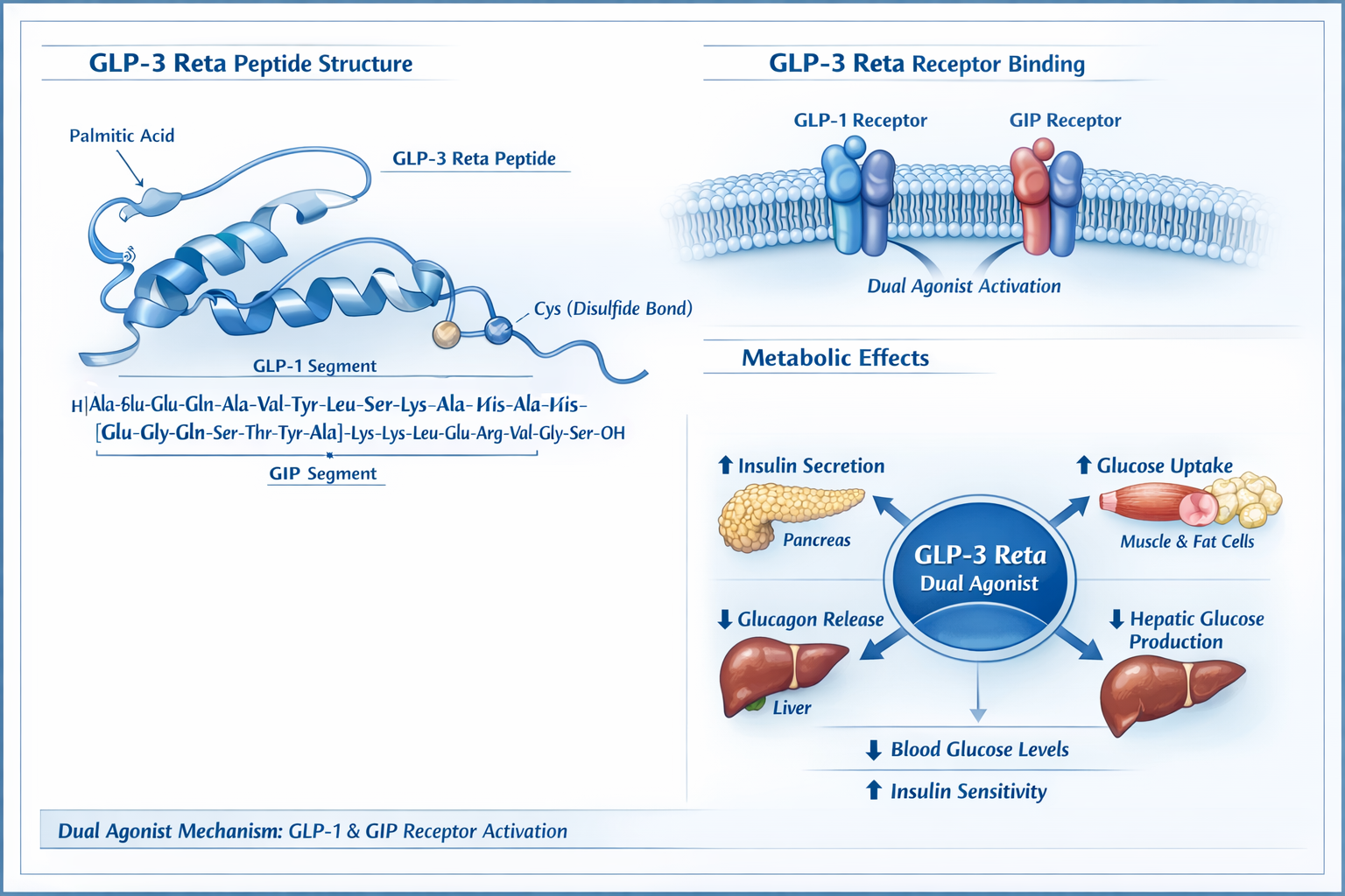 Detailed scientific illustration showing GLP-3 Reta peptide molecular structure with labeled amino acid sequences, receptor binding visualiz