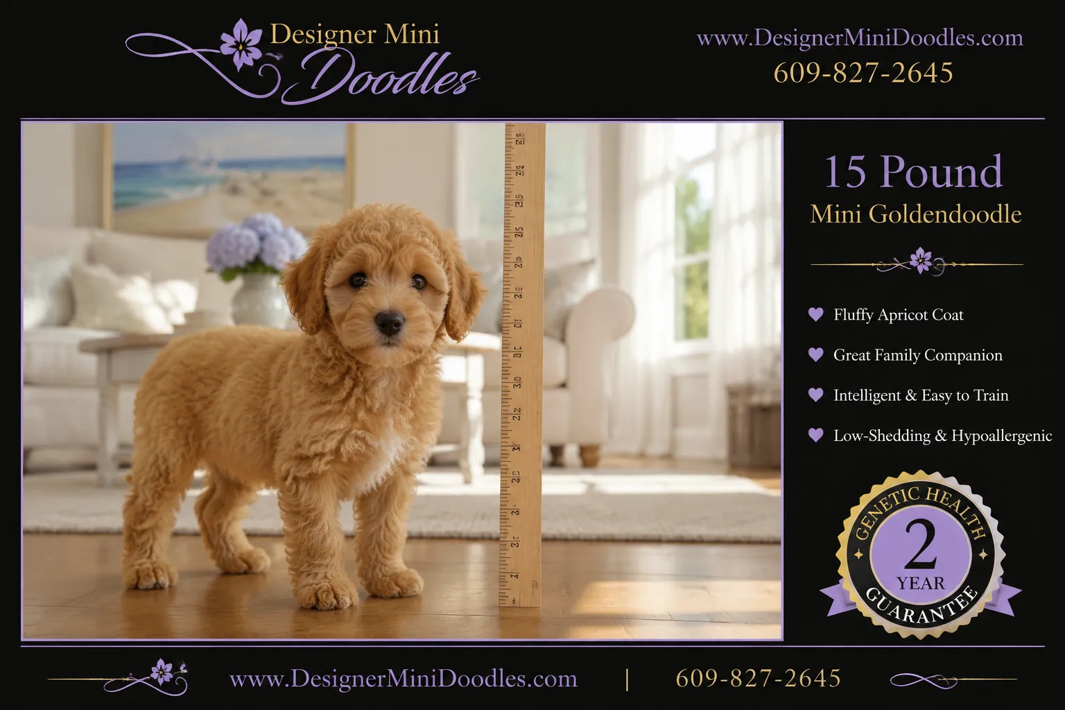 mini goldendoodle puppies for sale Long Island