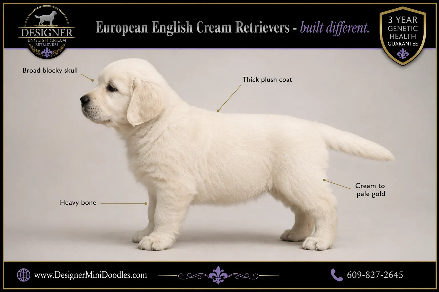 english cream golden retriever puppies California