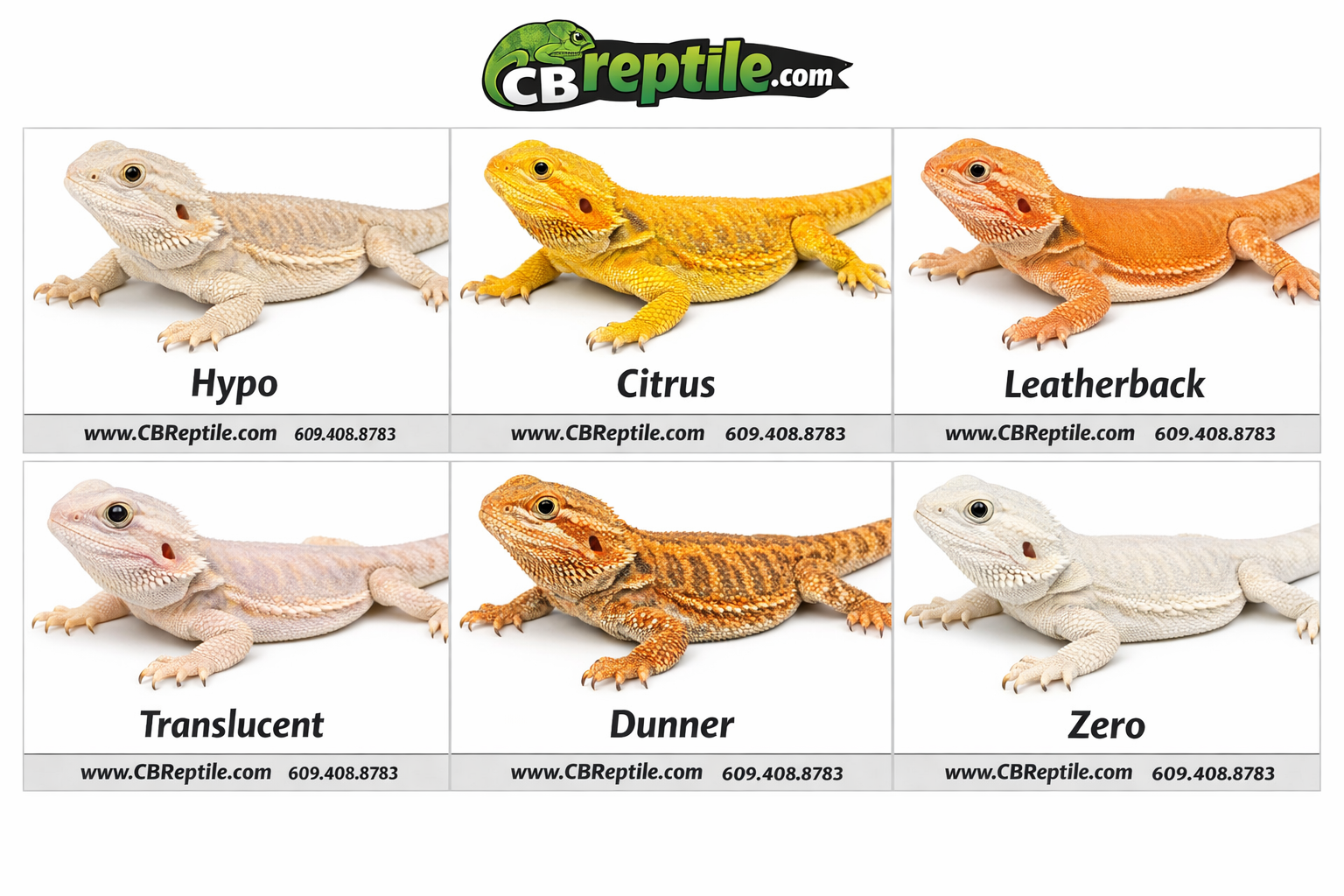 Detailed () educational infographic-style image showing a side-by-side comparison grid of six fancy bearded dragon color