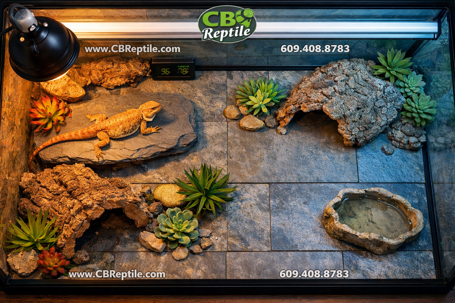 Detailed () overhead flat-lay composition showing a well-equipped fancy bearded dragon enclosure setup: 120-gallon glass