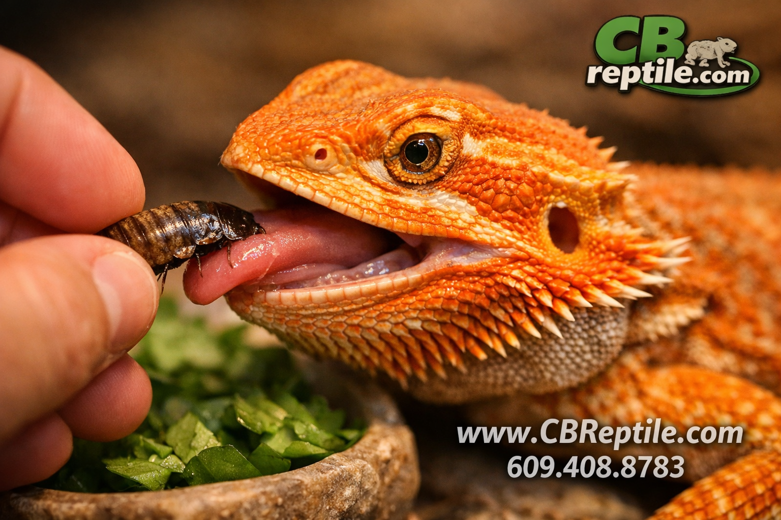 Detailed () close-up macro photography of a fancy bearded dragon being hand-fed a dubia roach by a human hand, dragon's