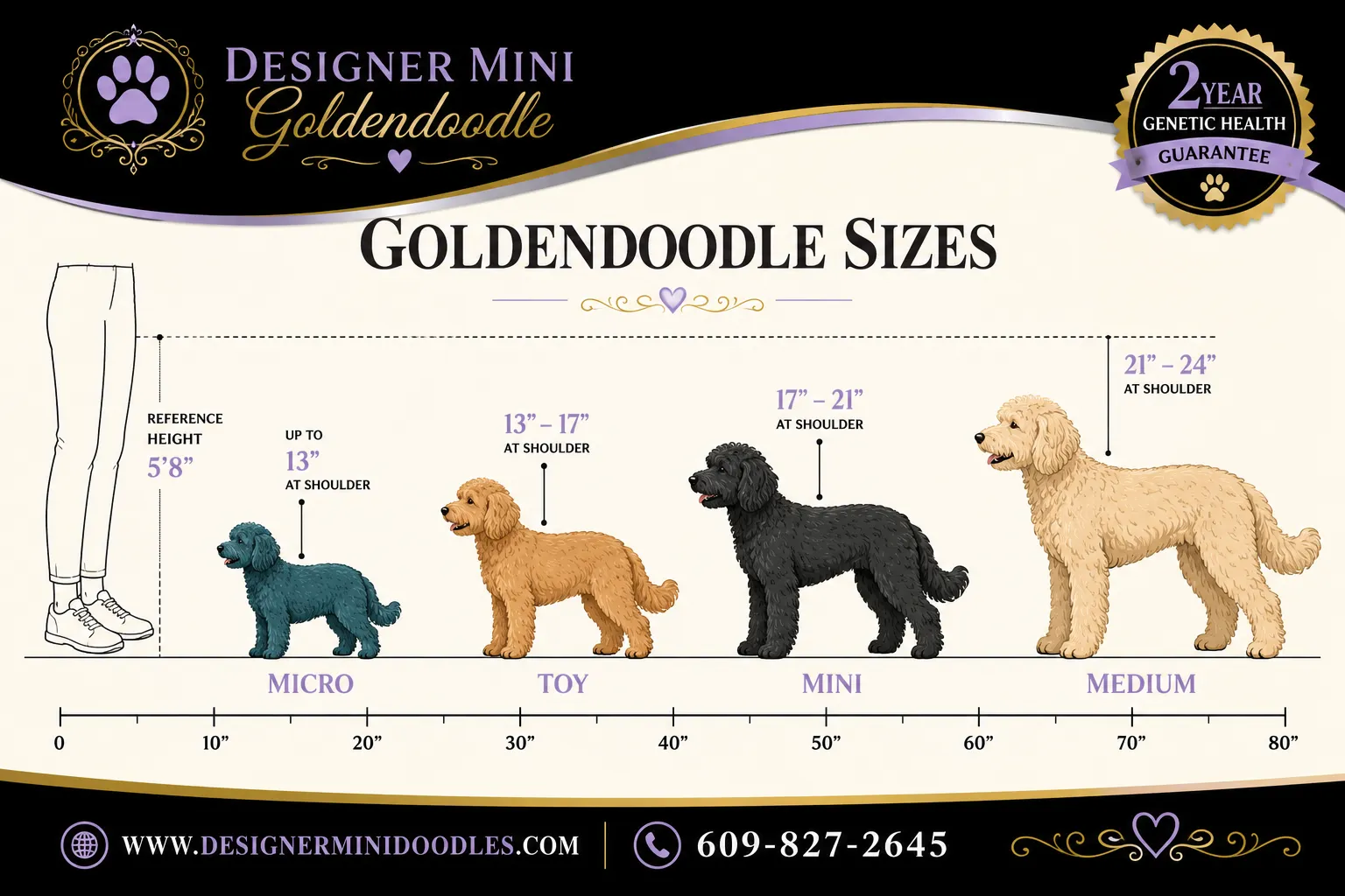 mini goldendoodle California