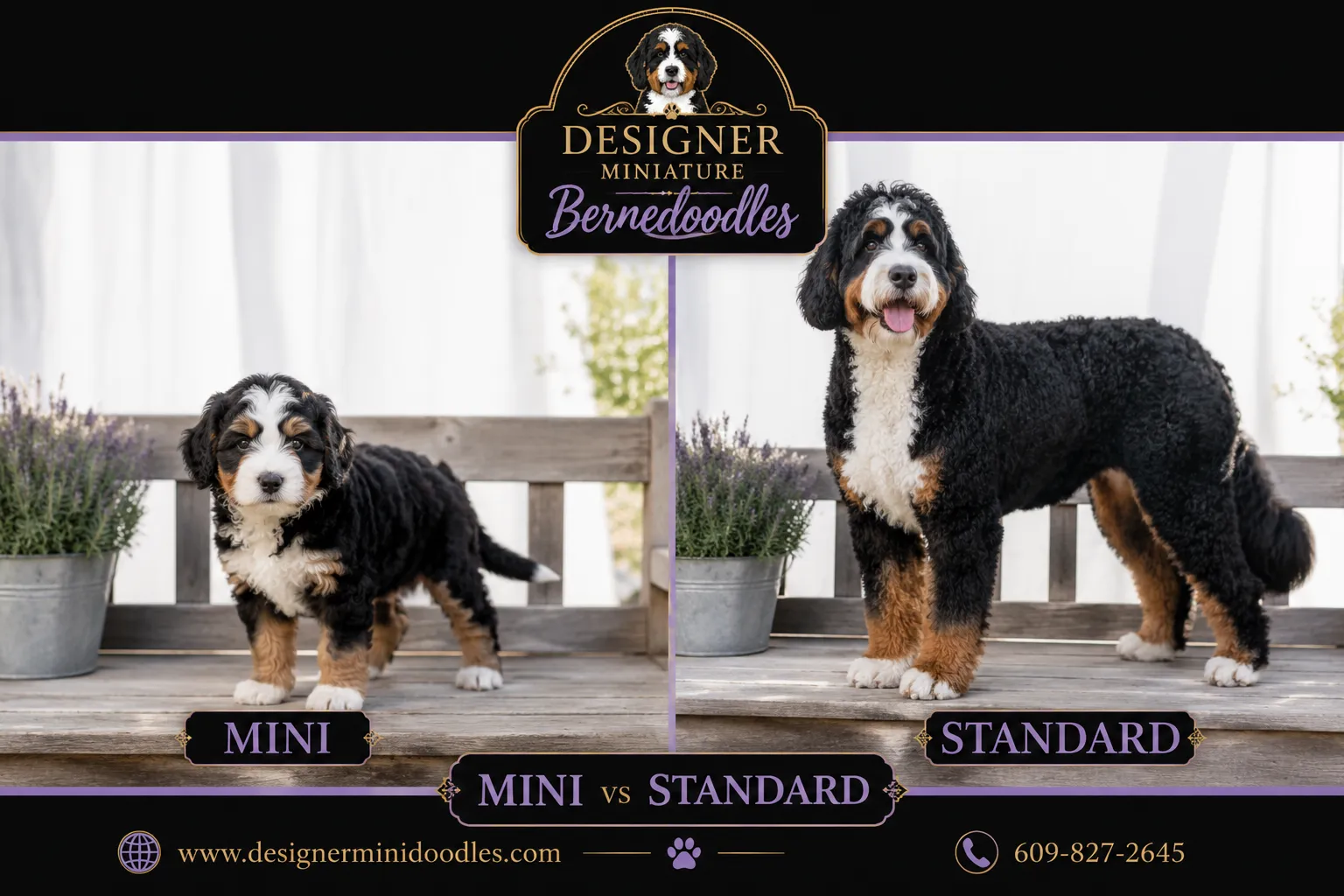 How much do miniature bernedoodle puppies cost?