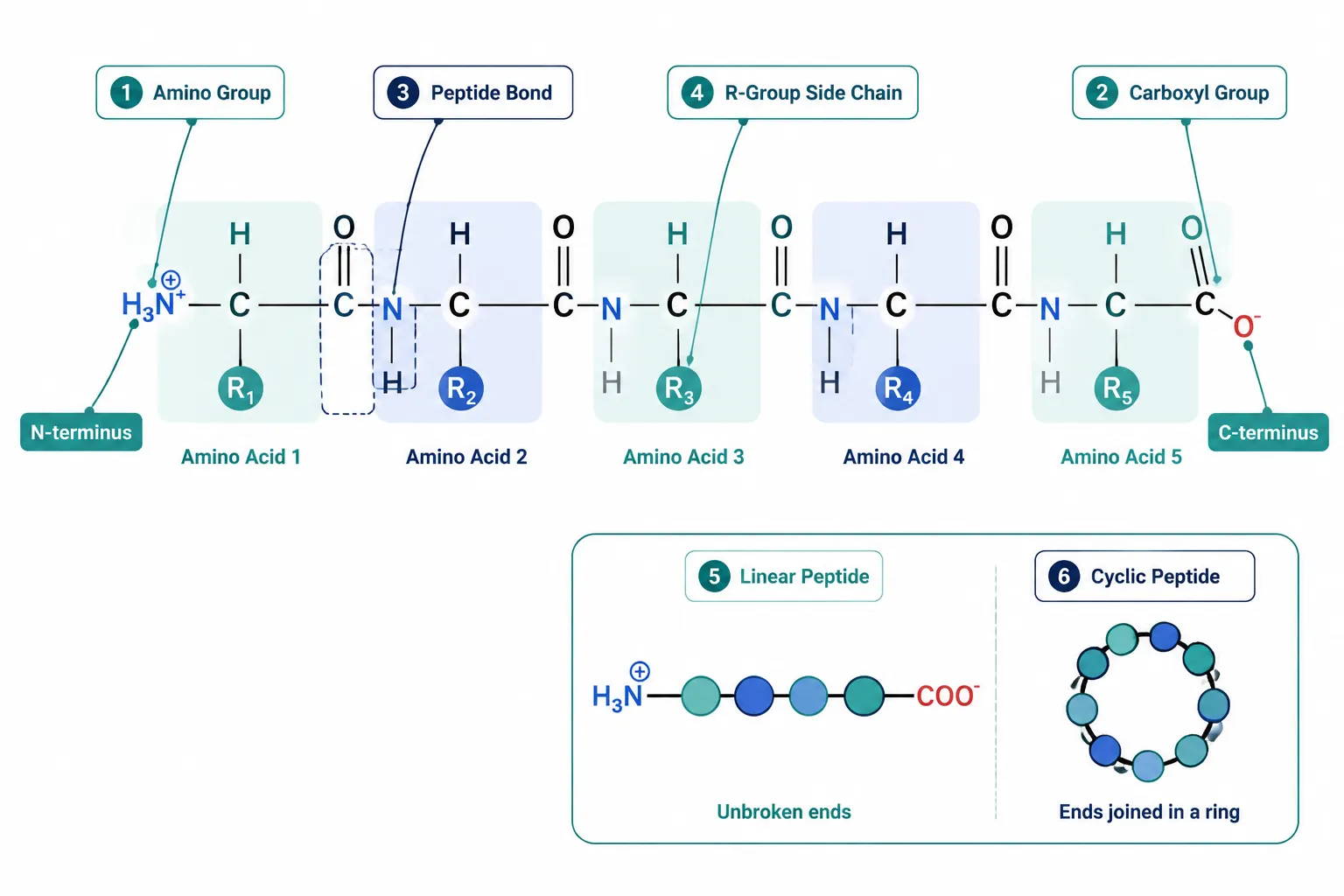 Understanding Peptide Structure: The Foundation of Function