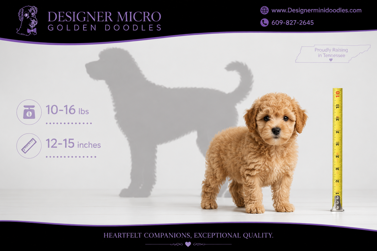 Micro goldendoodle for sale Tennessee