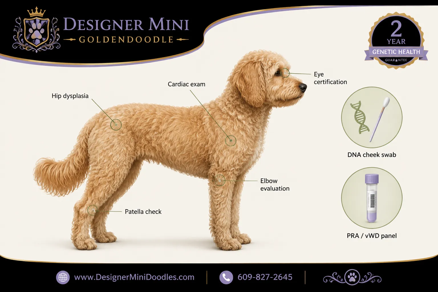 What Health Tests Should Goldendoodle Breeders Do?