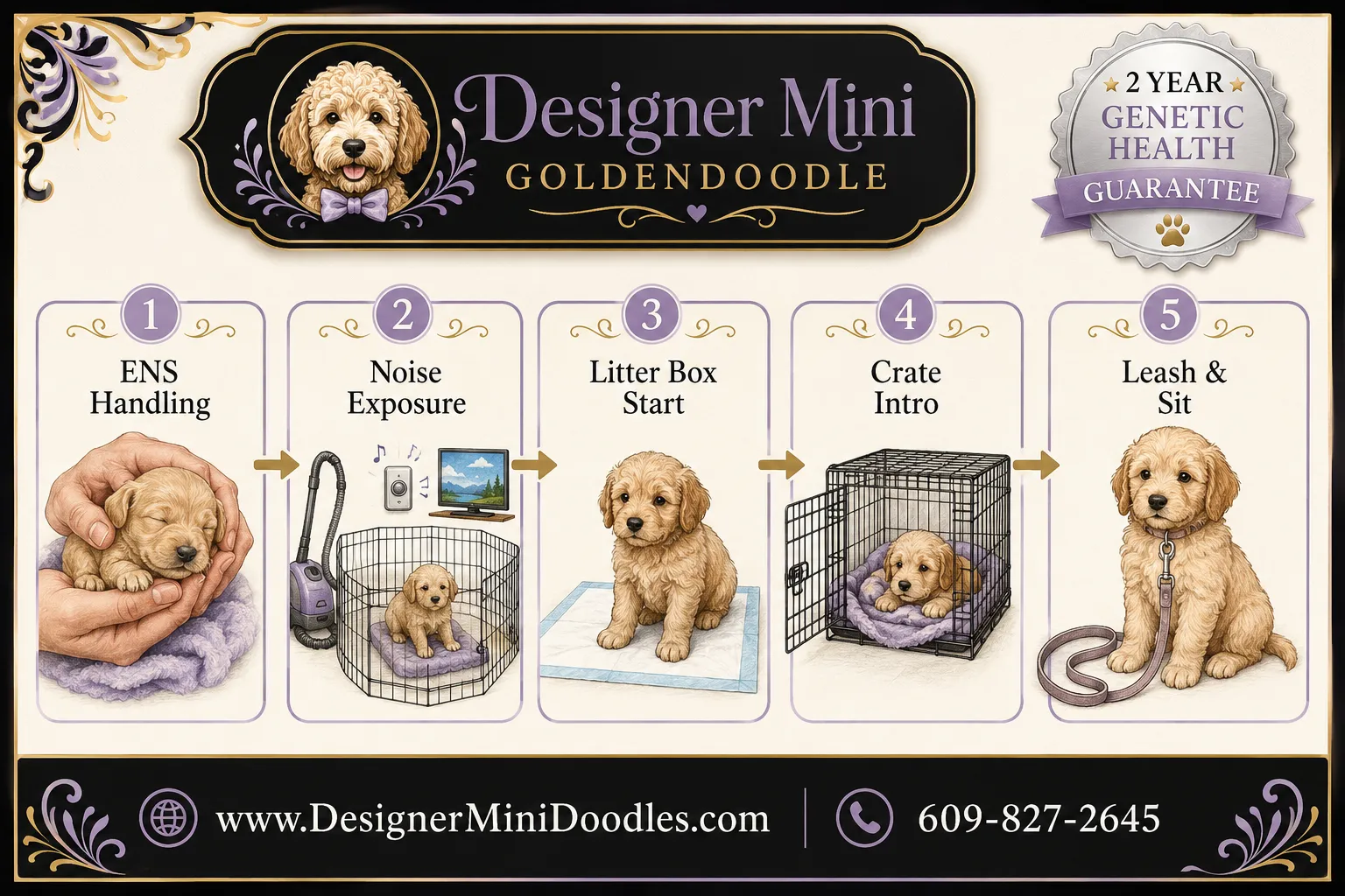 What Early Training Should the Best Goldendoodle Breeders Provide?