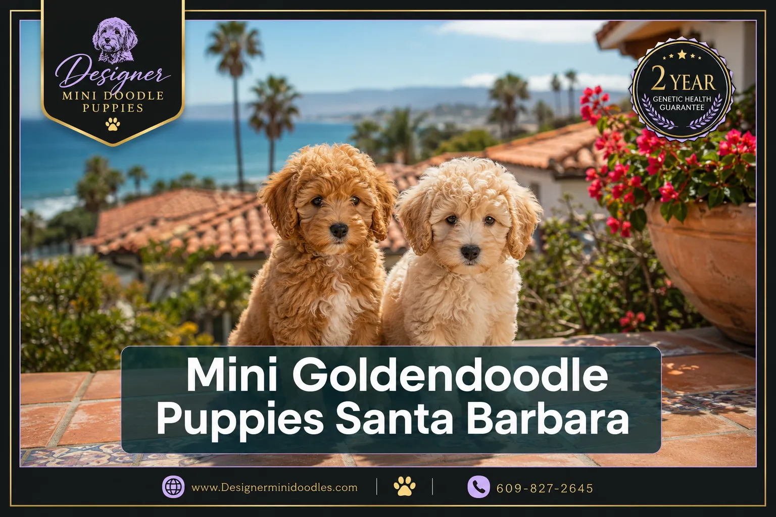 mini golden doodle puppies santa barbara