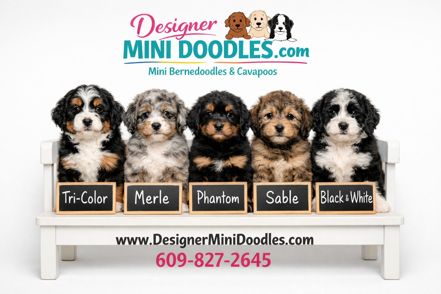 mini bernedoodle breeders Ohio