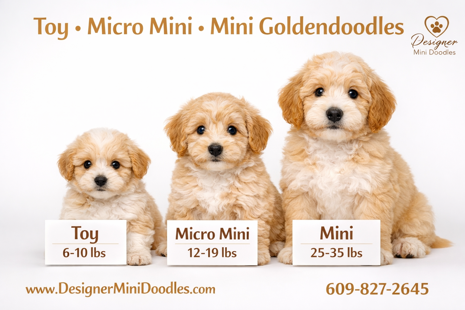 () showing a vibrant size comparison infographic-style photo with three adorable goldendoodle puppies side by side on a